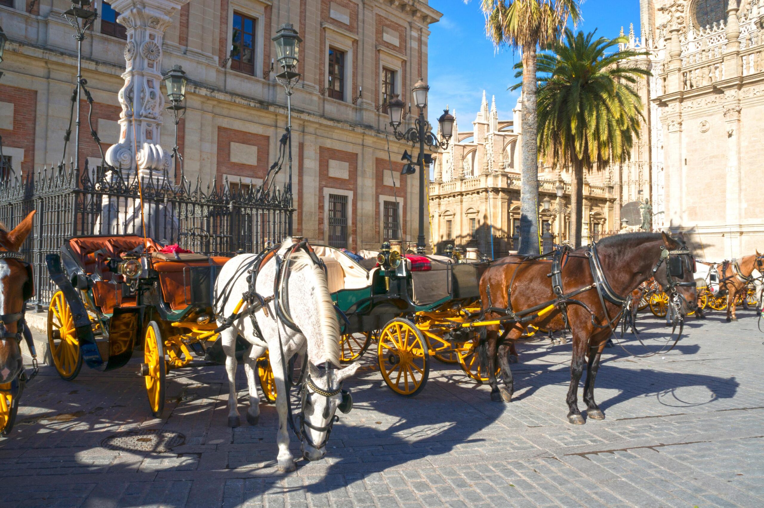Malaga, atlı arabalar, at sağlığı, turizm, hayvan hakları, sürdürülebilir turizm