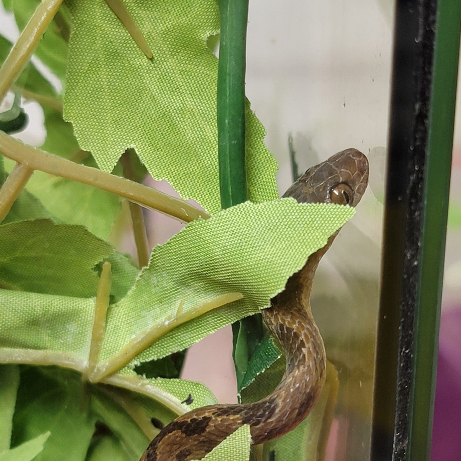 Güney New Hampshire, Market Basket, Manchester, Yılan, Ornate Cat-eyed Snake, Ekvador, Venomlu yılan, RRS Oasis, Rainforest Reptile Shows, Hayvan hakları, Çevresel koruma, Eğitim, Eğlence, Doğa