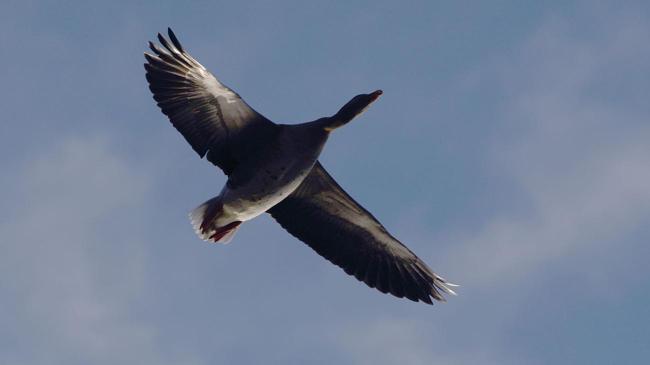 Kuş Gribi, H5N1, Soest, Möhnensee, Wildgans, Geflügelpest, Aviäre Influenza, Wasservögel, Tierseuche, Biosicherheit