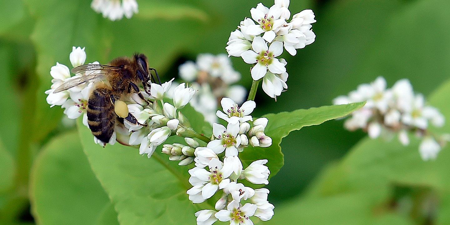 Alerte rouge aux allergies, Pollen, RNSA, Printemps précoce, Rhume des foins