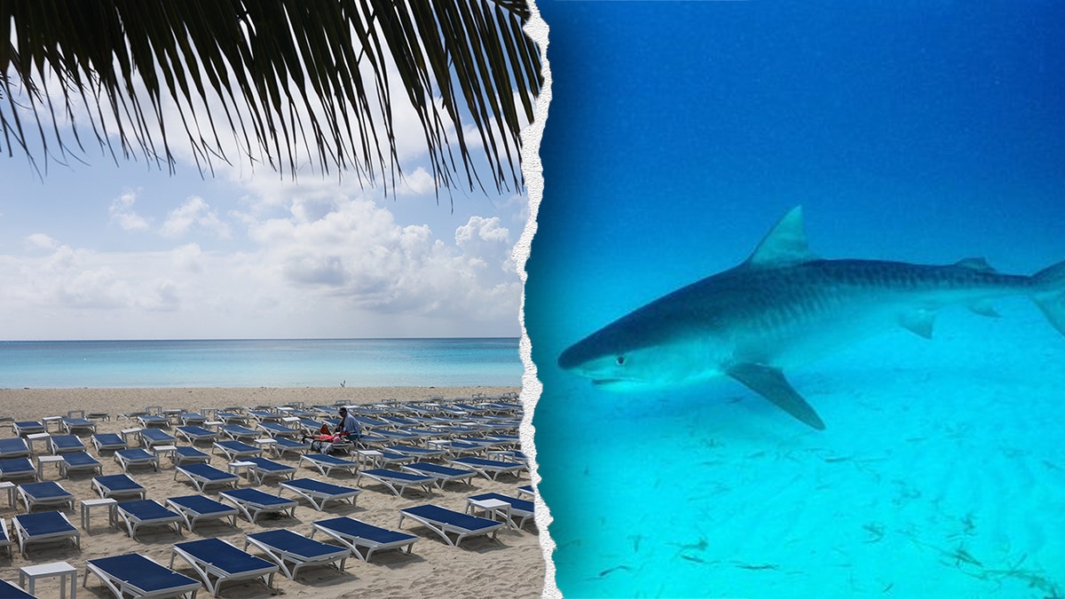 turks ve caicos, köpekbalığı saldırısı, köpekbalığı ısırığı, el amputasyonu, karayipler, snorkeling, tatil, köpekbalığı güvenliği, köpekbalığı saldırısı önleme, su güvenliği, köpekbalığı davranışı