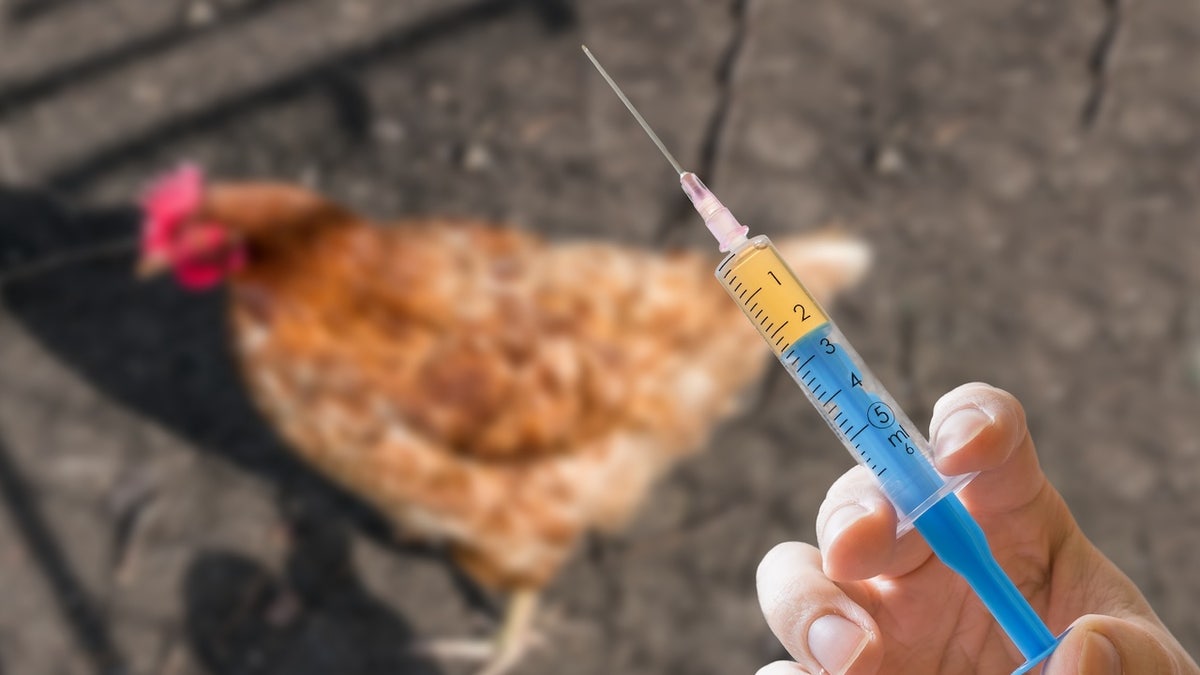 Kuş gribi, Kuş gribi aşısı, Zoetis, H5N2, H5N1, Hayvan popülasyonları, Veteriner kullanımı, Gıda arzı, CDC, APHIS