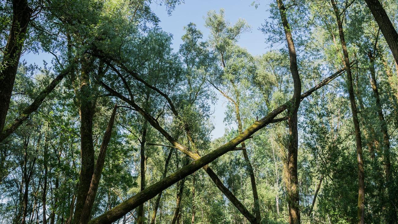 Hamburg, Naturschutzgebiet, Vollhöfner Weiden, Jens Kerstan, Nabu, BUND Hamburg, Hafenerweiterung
