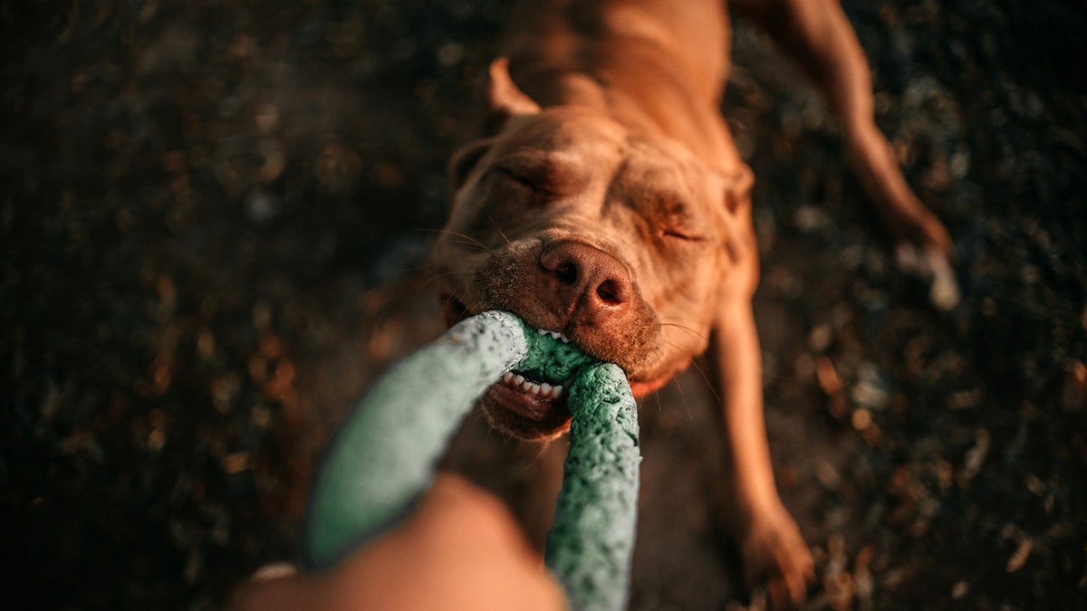 - köpek oyuncakları
- dayanıklı köpek oyuncakları
- agresıf çiğneme
- indestructible toys
- köpek diş sağlığı
- elk antlers
- büyük köpek ırkları