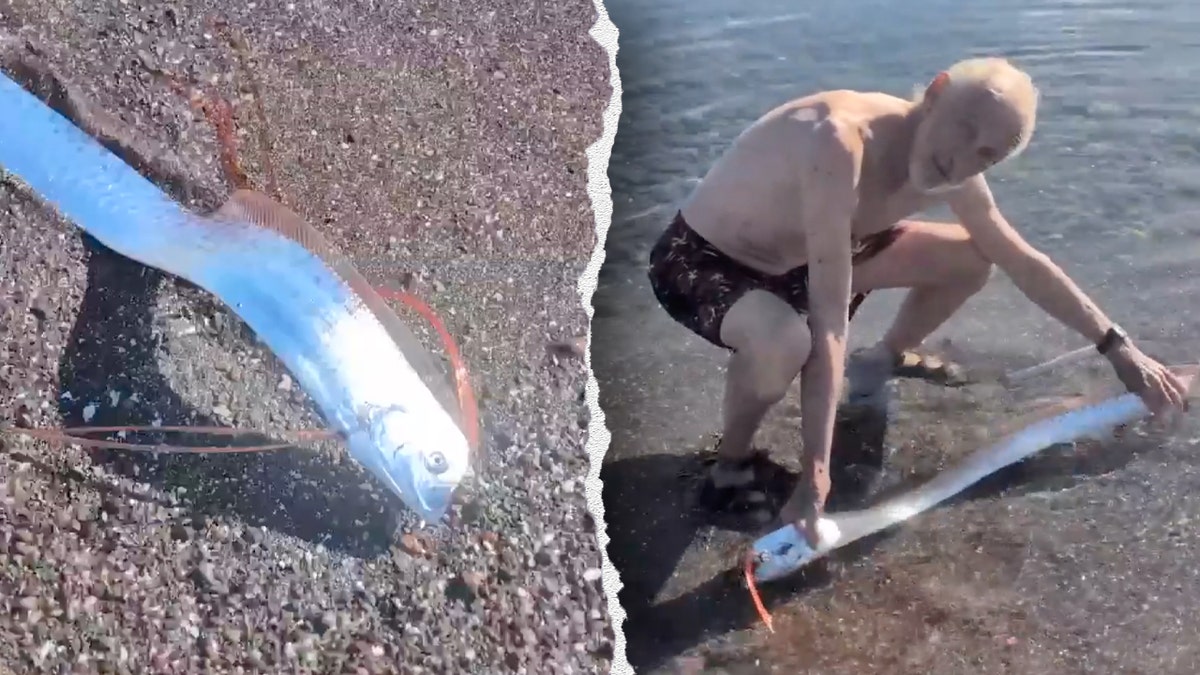 Plaj, Meksika, Kürek balığı, Derin deniz balığı, Doomsday balığı, Oarfish, El Niño, La Niña, Deniz biyoloğu