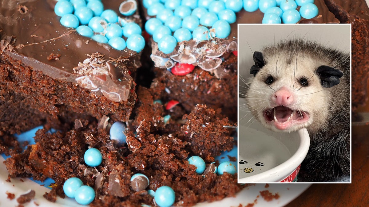 Virginia opossum, Nebraska Wildlife Rehab Inc, strokedan çikolatalı pasta, yabani hayvan rehabilitasyon merkezi, opossumların diyeti, opossumlar nerede yaşar, omnivor