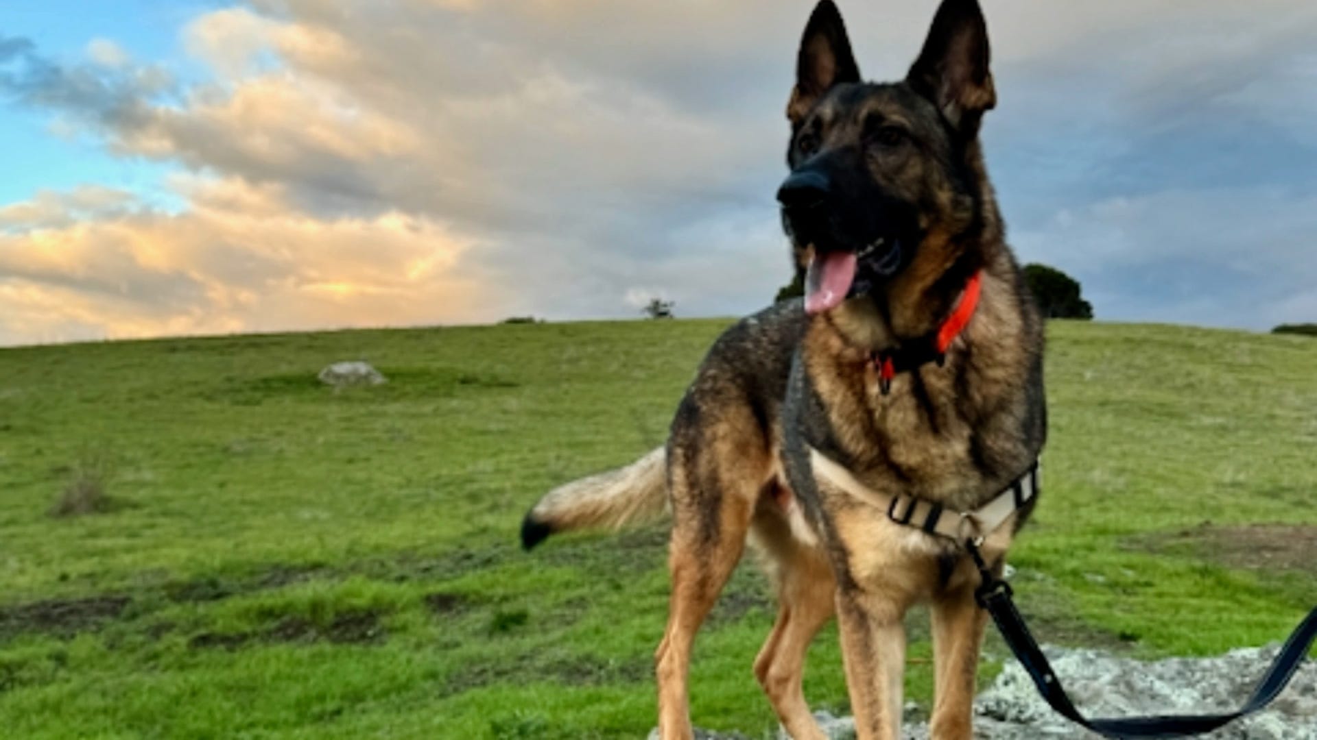 Pedigree Vakfı, Kurtarma Köpeği, Alman Çobanı, Barınak Stresi, Davranış Desteği, Pozitif Güçlendirme, Yetiştirme, Bakım, Ev Ortamı, Sadakat, Arkadaşlık, Oyuncaklar, Faaliyetler, Müzik, Sahiplenme, Kapasite Sorunları, Kalış Sürelerinin Azaltılması, Sosyal, Duygusal, Zihinsel Sağlık, Barınak Dışı Deneyim, Davranış ve Eğitim Programı, Özel Bakım, Limited Edition Peluş Köpek, Bağış Toplama