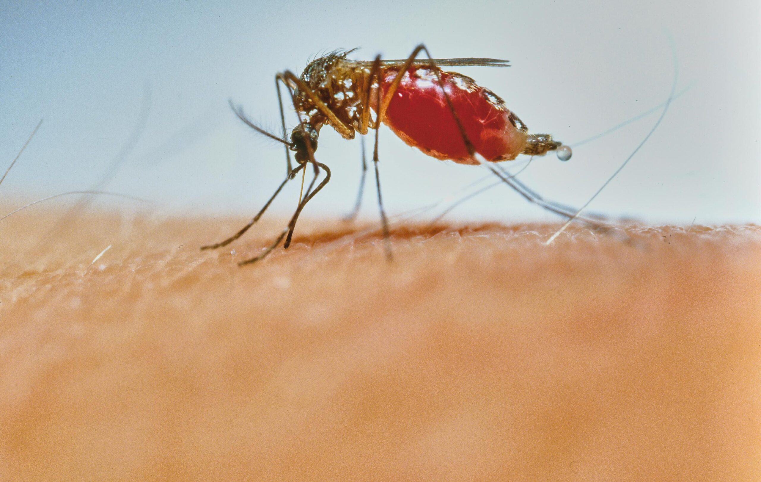Dengue, Filipinler, Manilla, sivrisinek yakalama ödülü, Sivrisinek Kontrolü, Sağlık, Tropikal Hastalıklar, Kamu Sağlığı