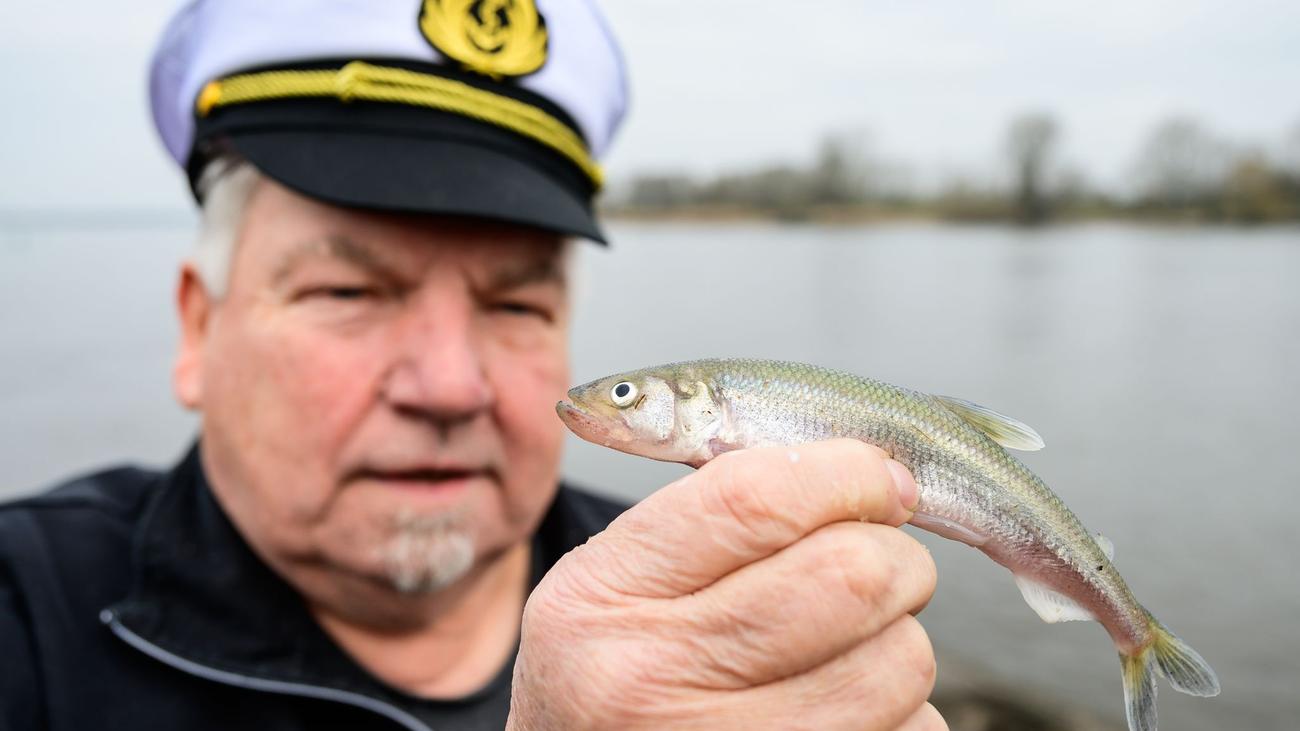 Stint avı, Elbe Nehri, Wilhelm Grube, balıkçılık, Hoopte, Winsen, Hamburg, Per Grube, Jonas Grube, Elbe derinleşmesi, Elbvertiefung, Stint sezonu, Kuzey Denizi, Weser Nehri, restoran, balıkçı lokali, Aal avı, Elbbutt avı, balıkçılık şirketi, balık yetiştiriciliği, deniz ürünleri, Kanada, ıstakoz avı
