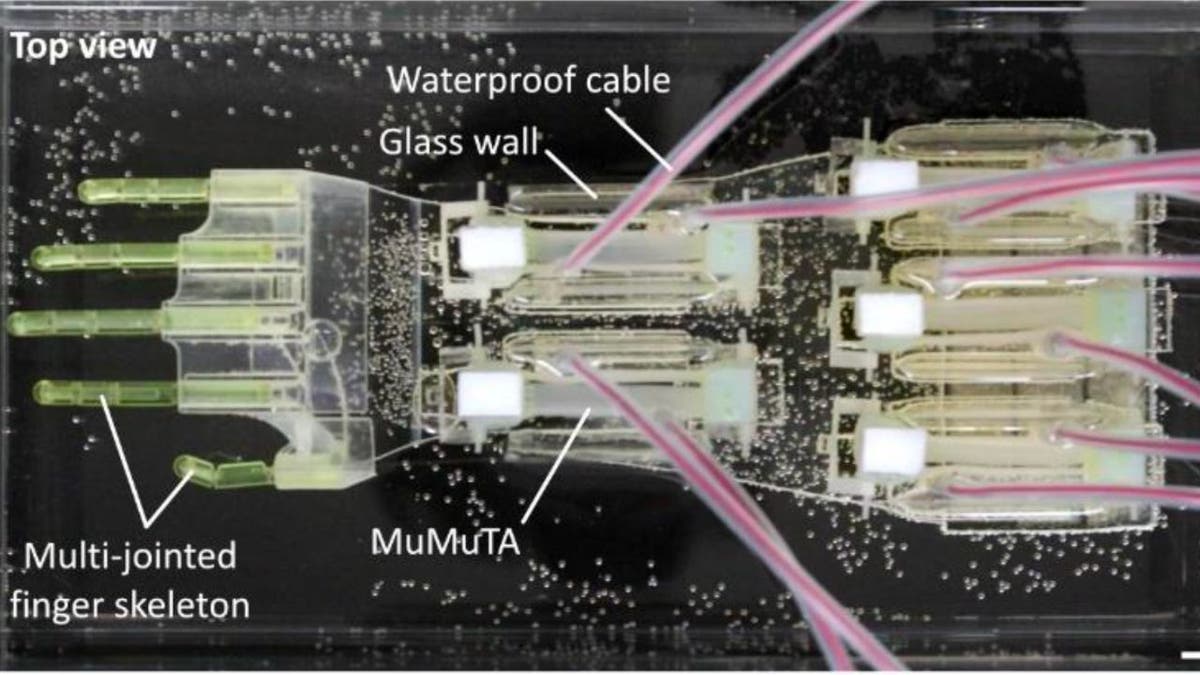 biohybrid el, biyo-hibrit robotik, MuMuTA, kas dokusu mühendisliği, robotik protezler, ileri protezler, University of Tokyo, Waseda Üniversitesi, Shoji Takeuchi, Science Robotics, yapay kas, doku aktüatörleri, robotik el, kas yorgunluğu, kas dokusu fonksiyonu, ilaç geliştirme, cerrahi testler, CyberGuy, Kurt, teknoloji haberleri, siber güvenlik, robotik inovasyon, protez teknolojisi, biyoloji mühendisliği
