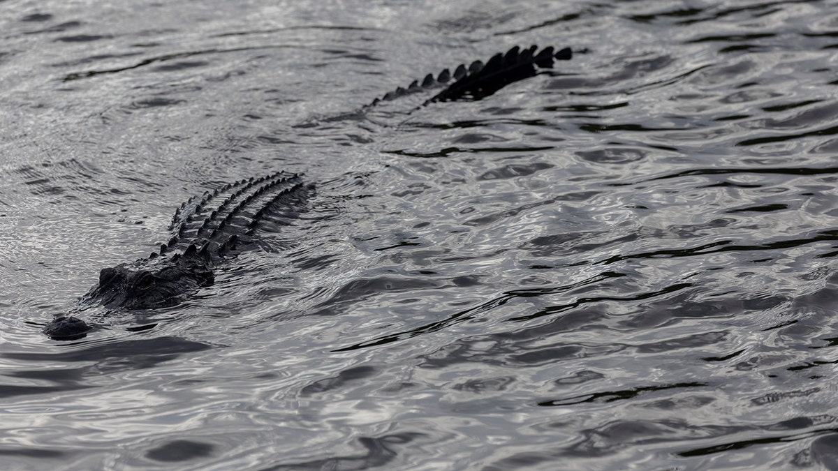 Florida, timsah saldırısı, kayak, 911 çağrısı, yaralanma, kurtarma, Polk County, Osceola County, yaşam yeleği, ilk yardım, helikopter, hava botu, acil durum, nabız, şok, acı, Florida manşetleri, ABD haberleri.