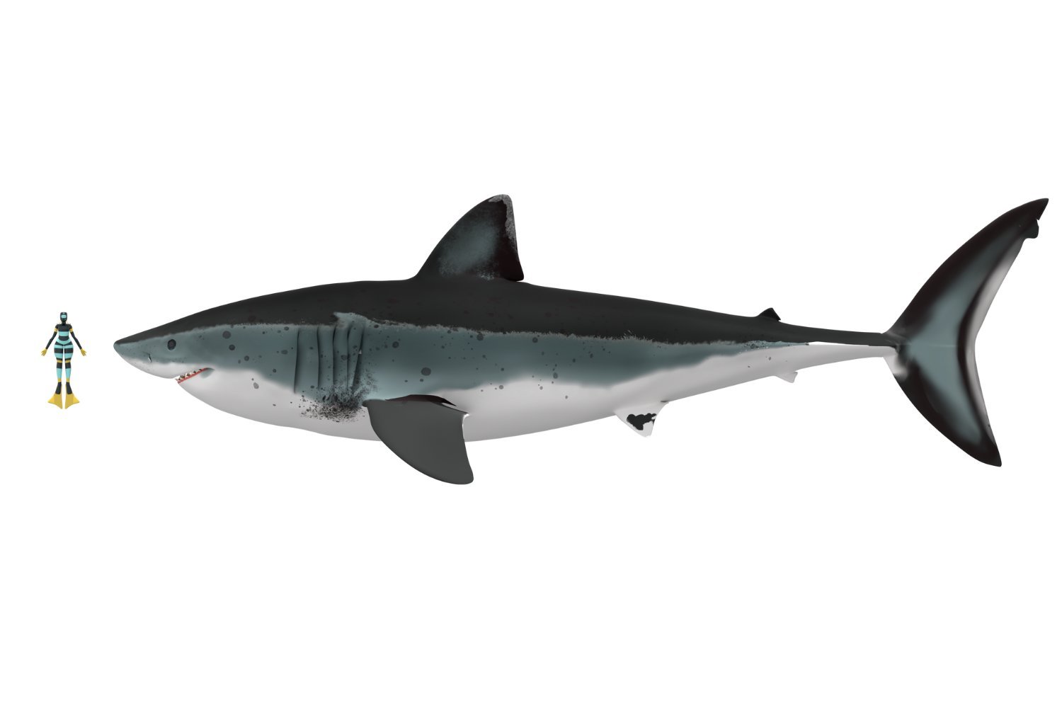 meta anahtar kelimeler: Megalodon, Köpekbalığı, Dev Köpekbalığı, Tarih Öncesi Köpekbalığı, Otodus megalodon, Boyut Tahmini, Köpekbalığı Anatomisi, Köpekbalığı Türleri, Fosil Kayıtları, Paleontoloji, Biyoloji, Deniz Biyolojisi, Deniz Hayvanları, Yok Olma, Büyük Beyaz Köpekbalığı, Köpekbalığı Morfolojisi, Köpekbalığı Omurgası, Bilimsel Araştırma, Okyanus, Deniz Yaşamı
