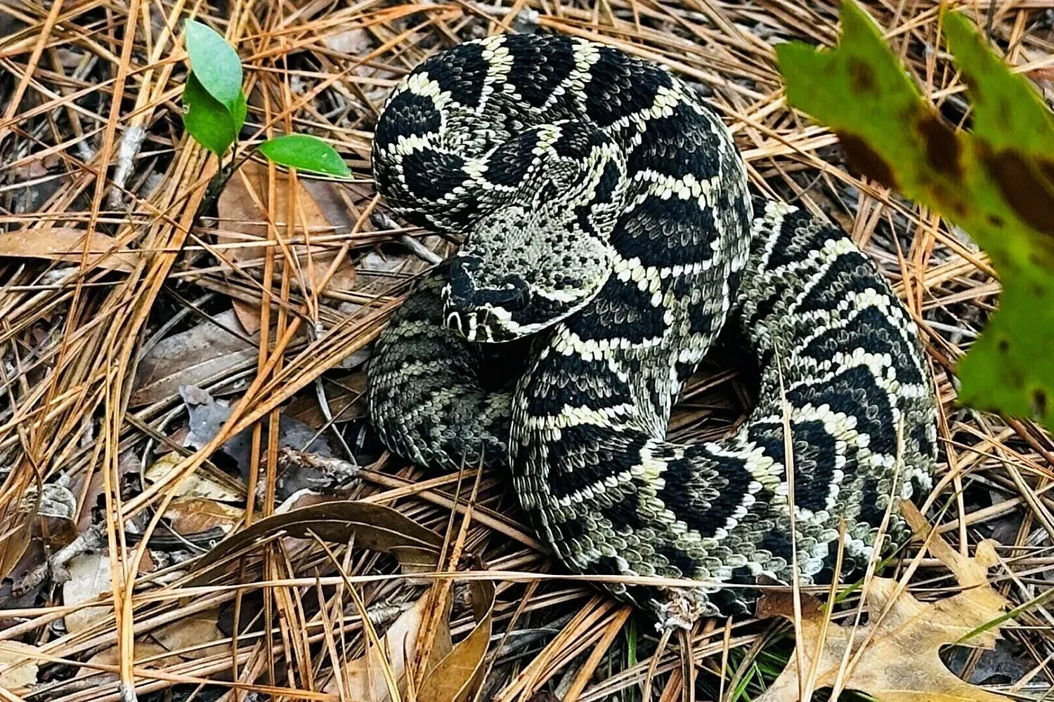 Üniversite Florida Yılan Isırığı Araştırması, Zehirli Yılanlar, Yılan Isırığı Tedavisi, Florida Yılanları, Zehir Üretimi, Antivenom, Yılan Tanımlama, Norman L. Beatty, River Grace, UF Health Shands Hastanesi, Florida Müzesi Doğal Tarih, Reptile Discovery Center, Carl Barden, Medtoxin Venom Laboratories, Yılan Isırığı Önleme, Yılan Isırığı İlk Yardım, Amerika Birleşik Devletleri Yılanları, Pygmy Çıngıraklı Yılan, Pamuk Ağızlı Su Yılanı, Doğu Elmas Sırtlı Yılan, Kereste Çıngıraklı Yılan, egzotik yılanlar, zehirli yılan ısırıkları, yılan ısırığı belirtileri, yılan ısırığı vakaları
