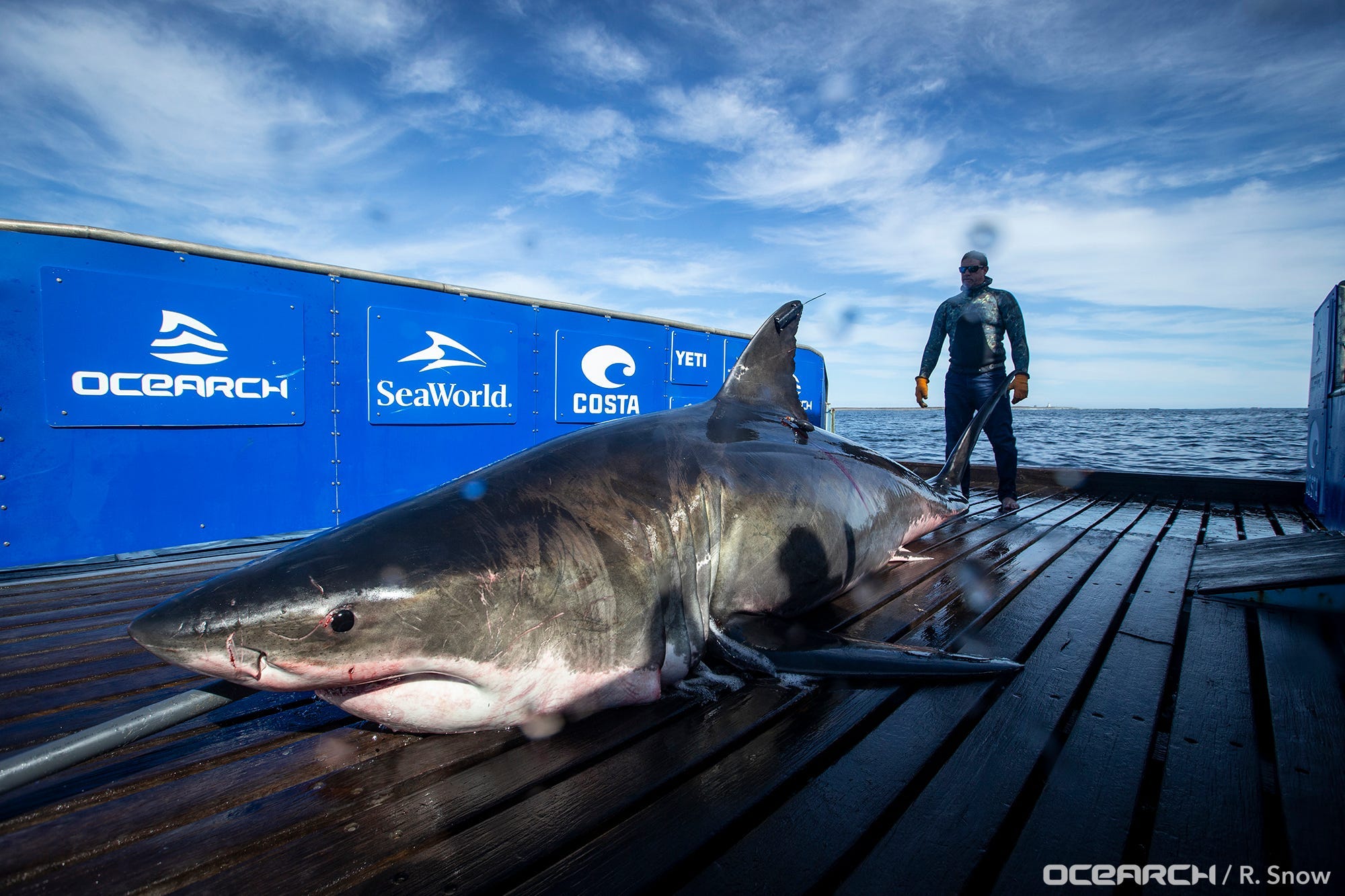 büyük beyaz köpekbalığı, köpekbalığı takipçisi, OCEARCH, Florida, Bahar tatili, köpekbalığı saldırıları, Sharktivity Uygulaması, Atlantik Beyaz Köpekbalığı Koruma Derneği, Uluslararası Köpekbalığı Saldırısı Dosyası, Köpekbalığı göçü, Köpekbalığı popülasyonu, deniz canlıları, okyanus, köpekbalığı izleme, köpekbalığı konumları
