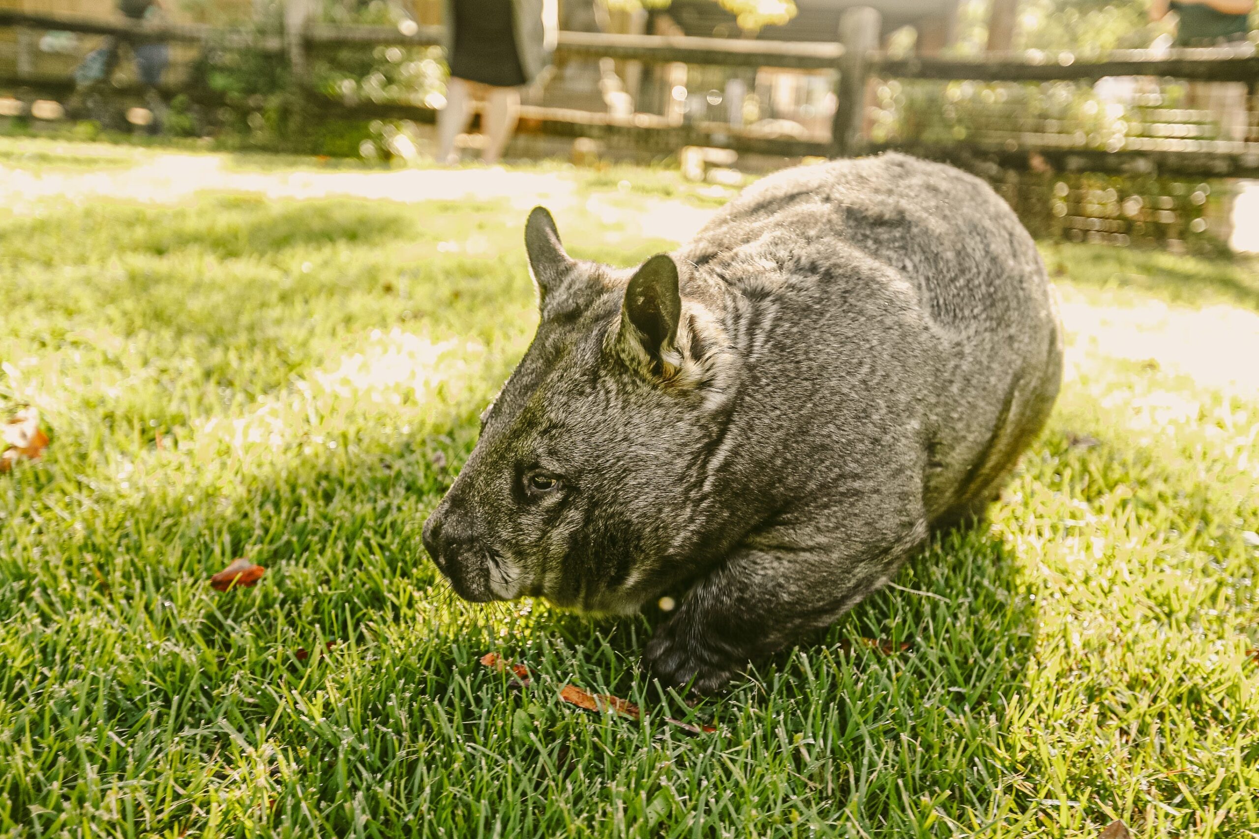 Sam Jones, wombat, Avustralya, sosyal medya fenomeni, influencer, hayvan hakları, yaban hayatı, bebek wombat, wombat koruma derneği, Anthony Albanese, vize, Instagram, Montana, yaban hayatı koruma, hayvan istismarı, Avustralya hükümeti, Tony Burke, sosyal medya tepkisi, online dilekçe, yasa dışı hareket, yanlış karar, özür, kamuoyu tepkisi.

