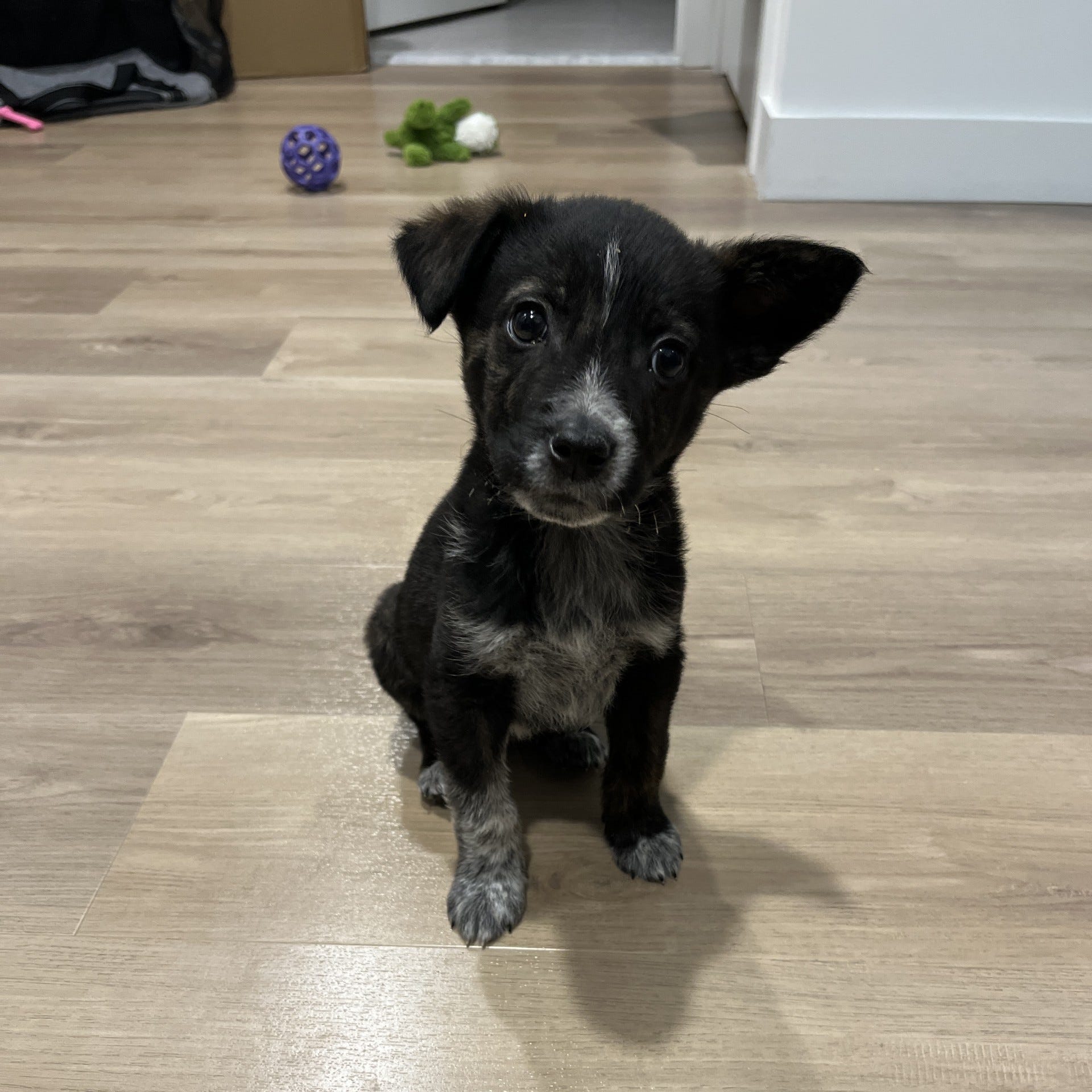 evcil hayvan maliyeti, köpek masrafları, kedi masrafları, pet sigortası, köpek eğitimi, evcil hayvan gıda maliyetleri, veteriner ücretleri, evcil hayvan endüstrisi, evcil hayvan harcamaları, evcil hayvan sahiplenme maliyeti, evcil hayvan vergileri, Sara Amato, Finn (köpek), Rover raporu, ABD evcil hayvan ürünleri derneği, Nicole Ellis, evcil hayvan vasiyeti, evcil hayvan planlaması, alerjik köpek, evcil hayvan bütçesi, köpek ırkı, kedi ırkı
