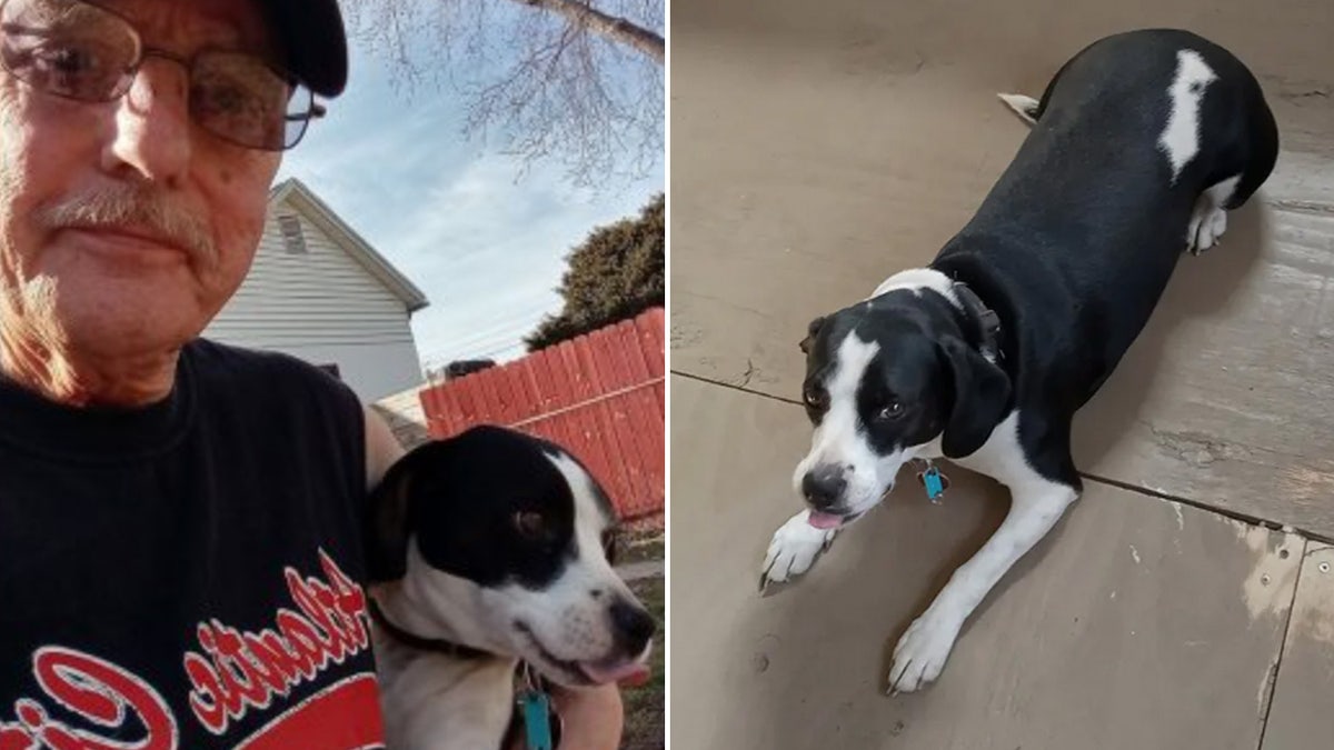 köpek, gazi, PTSD, Roxie, Batman, beagle, William Bottger, hizmet köpeği, evcil hayvan, ruh sağlığı, travma sonrası stres bozukluğu, ordu, veteran, arkadaşlık, duygusal destek, Ohio, Bellevue, sağlık, iyileşme, tedavi, oksitosin, veteriner, hayvan sevgisi, haber, Fox News, sağlık haberleri, ABD Ordusu, askeri personel, gaziler ve köpekler, K9s for Warriors, histoplazmoz, fungal enfeksiyon, köpek eğitimi, sadakat, güven, dostluk, süper kahraman, çizgi roman, kahraman, günlük yaşam, zorluklar, engellilik, engelli gazi, yaşlı, emekli asker, uzun yürüyüşler
