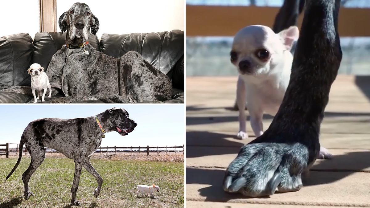 Guinness Dünya Rekorları, en uzun köpek, en kısa köpek, Great Dane, Chihuahua, Reginald, Reggie, Pearl, köpek oyun randevusu, hayvan karşılaşması, dünya rekorları, Vanesa Semler, Sam Johnson Reiss, köpek haberleri.

