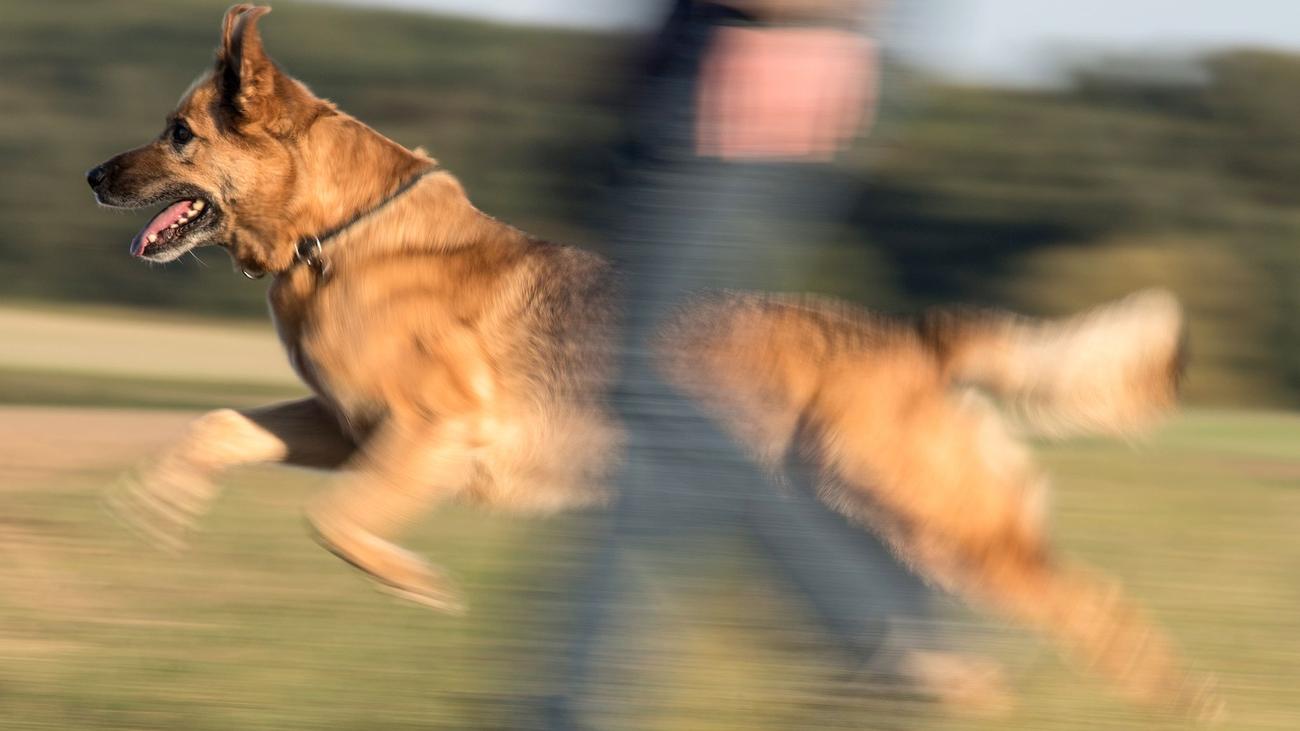 meta anahtar kelimeler: Sachsen-Anhalt, köpekler, köpek ısırmaları, köpek saldırıları, Alman Kurdu, Rottweiler, İngiliz Bulldog'u, Labrador Retriever, köpek kayıtları, hayvan saldırıları, köpek istatistikleri, köpek nüfusu, Almanya, Landesverwaltungsamt, köpek güvenliği, köpek türleri, evcil hayvanlar
