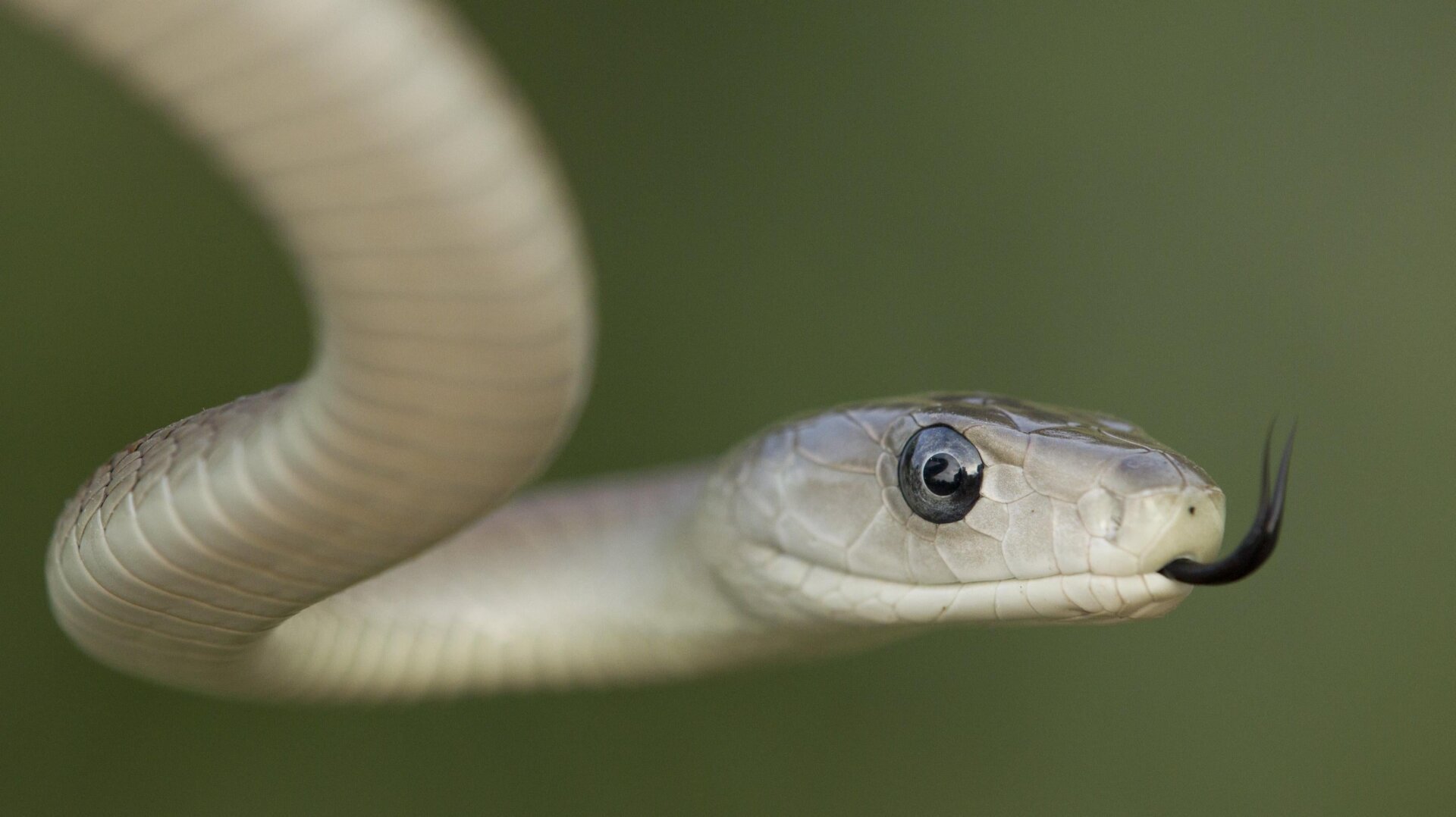 süper yılan panzehiri, evrensel antivenom, yılan ısırığı tedavisi, 3FTx toksinleri, Scripps Araştırması, 95Mat5 antikoru, elapid yılanlar, kobra, mamba, deniz yılanı, yılan zehiri, antikor taraması, hayvan kaynaklı antivenom, serum hastalığı, yılan ısırığı istatistikleri, Afrika, ilaç geliştirme, bilimsel araştırma, bilimsel tıp, zehir nötralizasyonu, laboratuvar üretimi antikorlar
