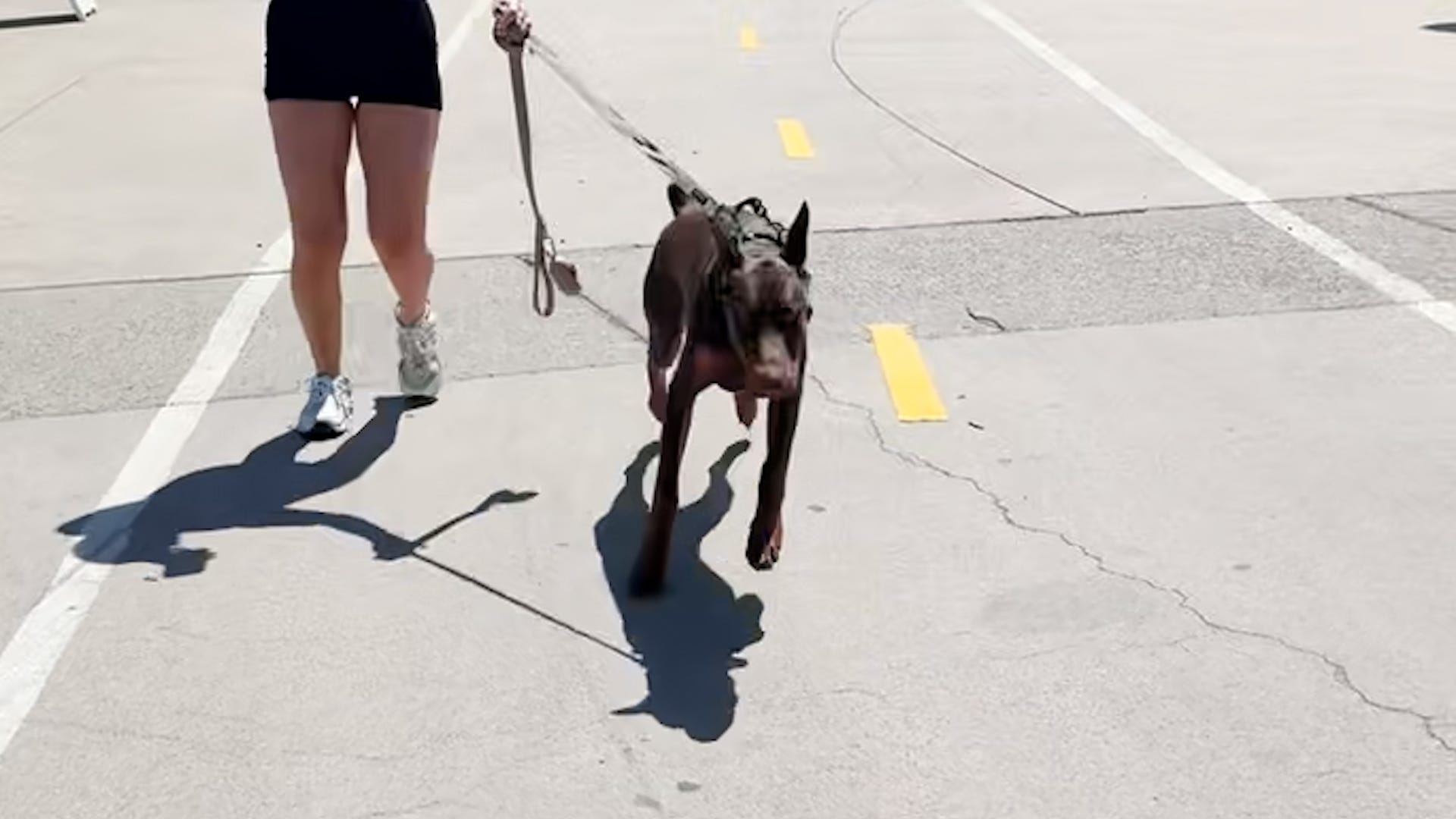 köpekler, köpek sahibi, sosyal medya trendi, Yürüyerek köpeğimin yanından geçiyorum, köpek hafızası, köpek tanıma, köpek reaksiyonları, evcil hayvanlar, komik reaksiyonlar, viral video, köpek testi, köpek meydan okuması, USA TODAY, Sarah Kim, Teddie, Maya, Pauline Carbonell, Lexi Bennett, Saman Shafiq
