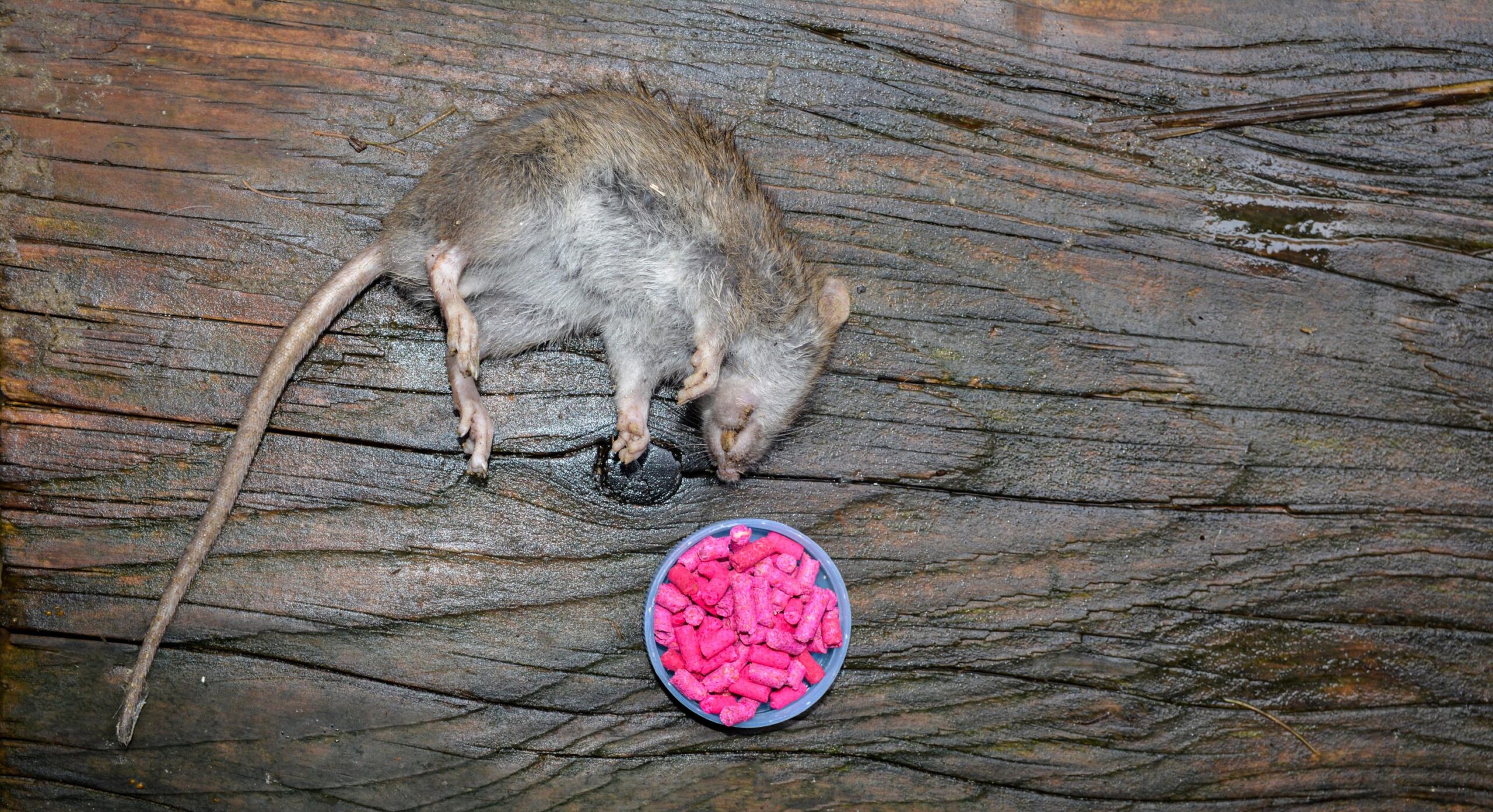fare zehiri, rodentisit, fare kontrolü, sıçan kontrolü, haşere kontrolü, zehirli yem, kemirgen kontrolü, zehirli tuzaklar, fare sorunları, sıçan sorunları, evde fare, evde sıçan, rodentisit kullanımı, fare zehiri riskleri, rodentisit güvenliği, fare zehiri nasıl kullanılır, sıçan zehiri nasıl kullanılır, fare tuzakları, zehirsiz fare kontrolü, kemirgenler, zararlılar
