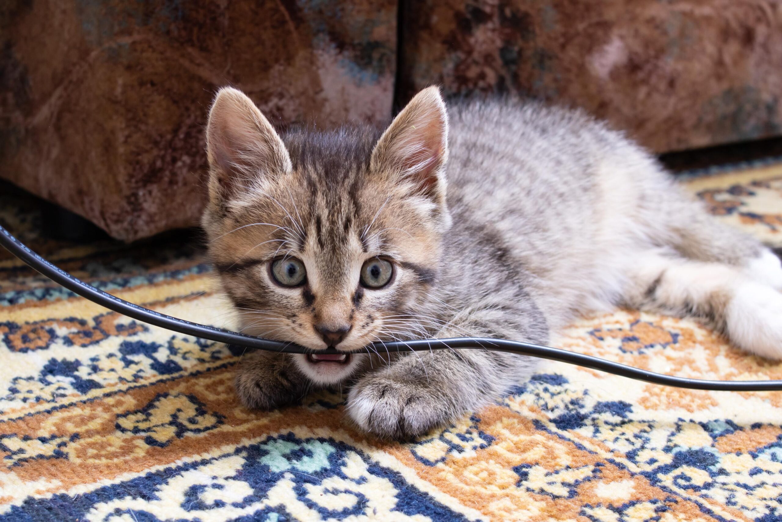 kedi, yıkıcı davranış, sebep, ataksi, nörolojik hastalık, belirtiler, tedavi, veteriner, davranış bozukluğu, stres, anksiyete, oyuncak, tırmalama tahtası, otomatik mama kabı, kedi ağacı, valerian, feromonlar, davranış uzmanı, sağlık, duygusal sorunlar, kedi sağlığı

