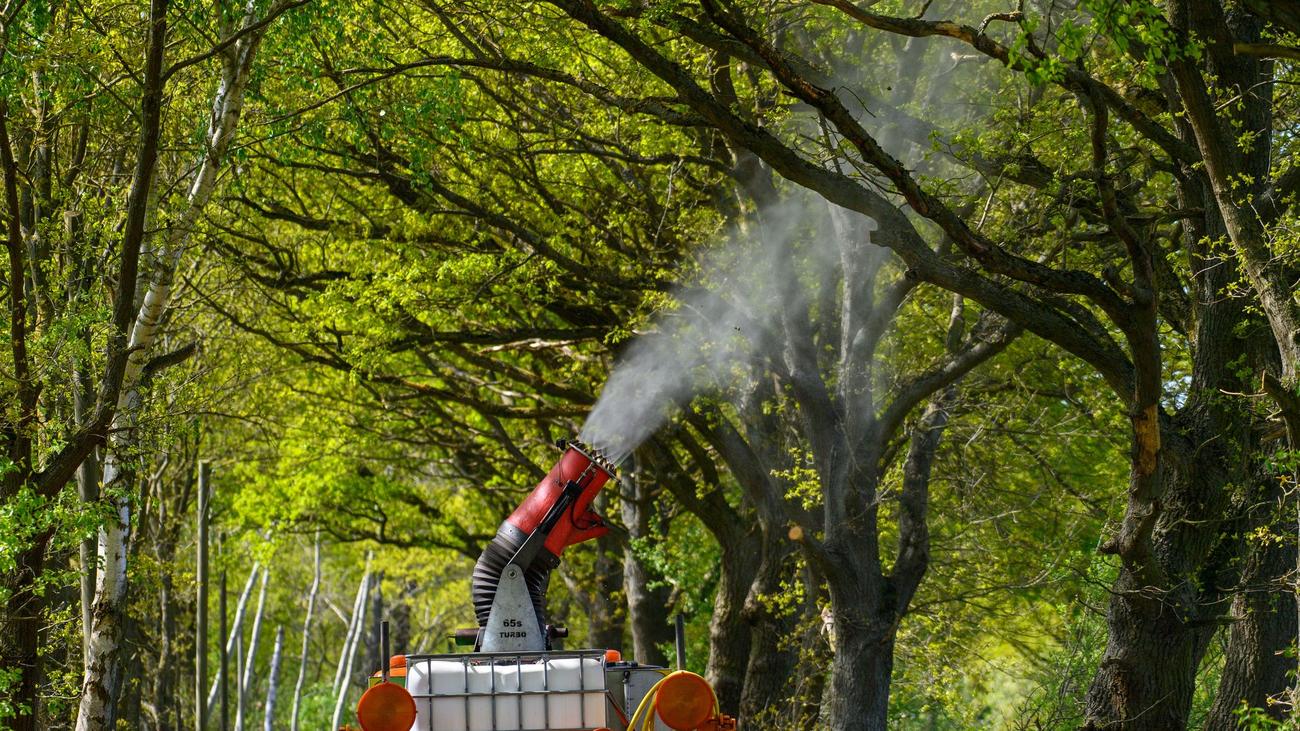 Eichenprozessionsspinner, Sachsen-Anhalt, Bekämpfung, Klimawandel, Biologische Bekämpfung, Magdeburg, Eichen, Bakterienextrakt, Raupen, Brennhaare, Hautreizungen, Atembeschwerden, Gespinste, Larvenstadium, Kommunen, Finanzielle Unterstützung, Drömling, Hochschule Anhalt, Natürliche Feinde
