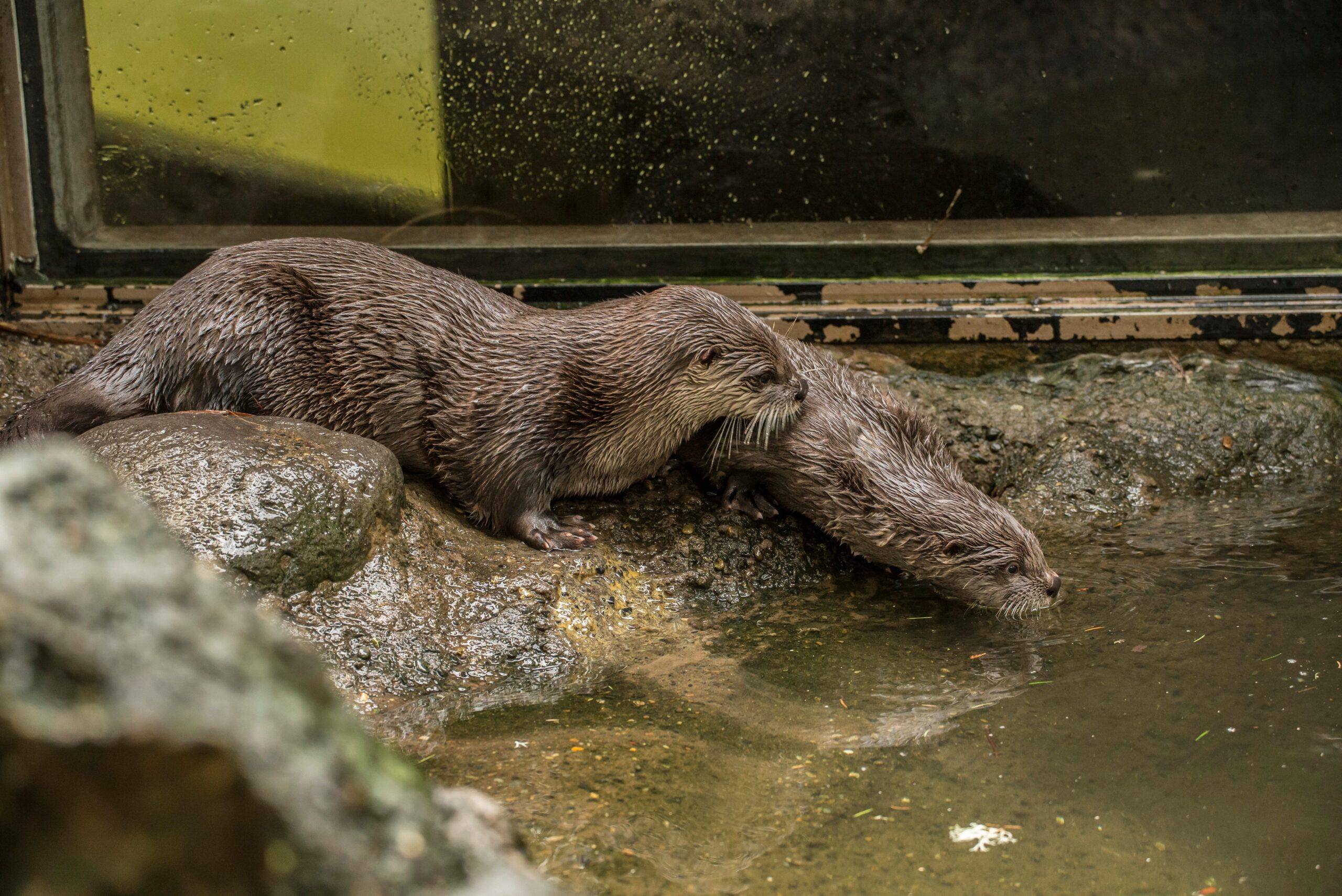 Tilly, Oregon Zoo, otter, river otter, 30 Rock, Tracy Jordan, animal death, animal euthanasia, orphaned otter, Mom of the Year, Tilly obituary, North American river otter, zoo animal, animal rescue, Tillamook River
