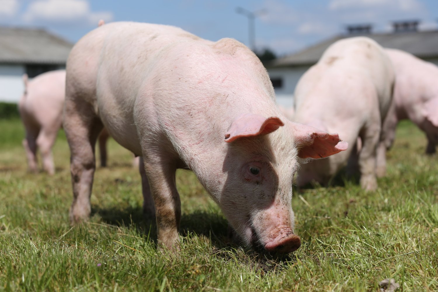 genetiği değiştirilmiş domuz, CRISPR, domuz eti, FDA onayı, PIC, porcine reproductive and respiratory syndrome, PRRS, gen düzenleme, hayvancılık genetiği, GDO hayvanlar, Galsafe domuzları, Revivicor, alfa-gal alerjisi, genetiği değiştirilmiş gıda, tarım teknolojisi, hayvancılık endüstrisi, gıda güvenliği, Matt Culbertson, Genus, domuz ıslahı, Birleşik Krallık, ABD, uluslararası pazarlar, Mexico, Canada, China, hayvancılık hastalığı, dirençli domuzlar
