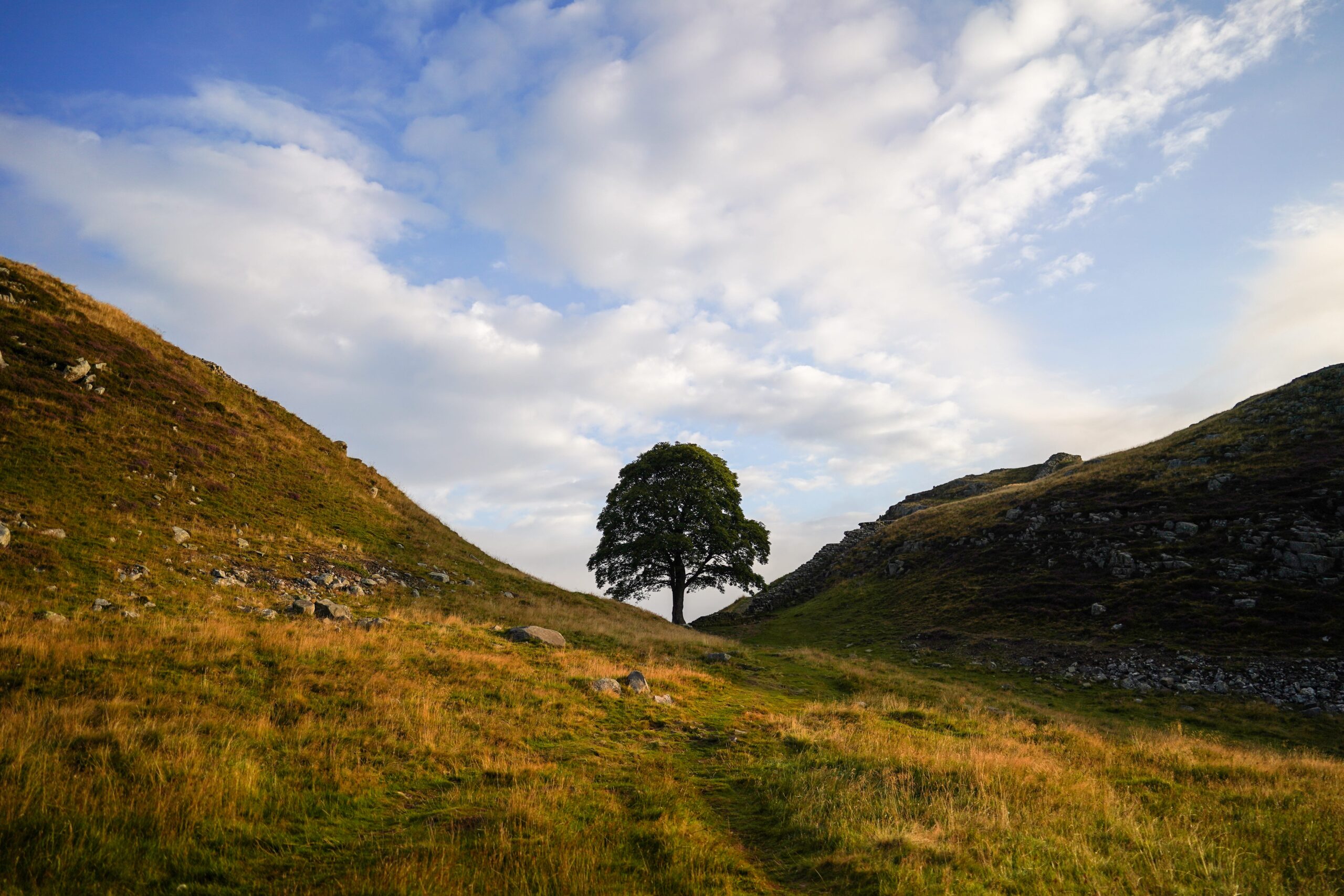 Sycamore Gap tree, Hadrian's Wall, tree murder, criminal damage, Daniel Graham, Adam Carruthers, Northumberland, Twice Brewed Inn, National Trust, tree law, tree vandalism, ancient trees, UK, England, tree prosecution, tree symbolism, historical landmarks, Robin Hood: Prince of Thieves, Kevin Costner, tree preservation, Treaty Oak, Paul Stedman Cullen, tree poisoning, Austin Texas, tree crime, national treasure, environmental crime, public grief, cultural icon.
