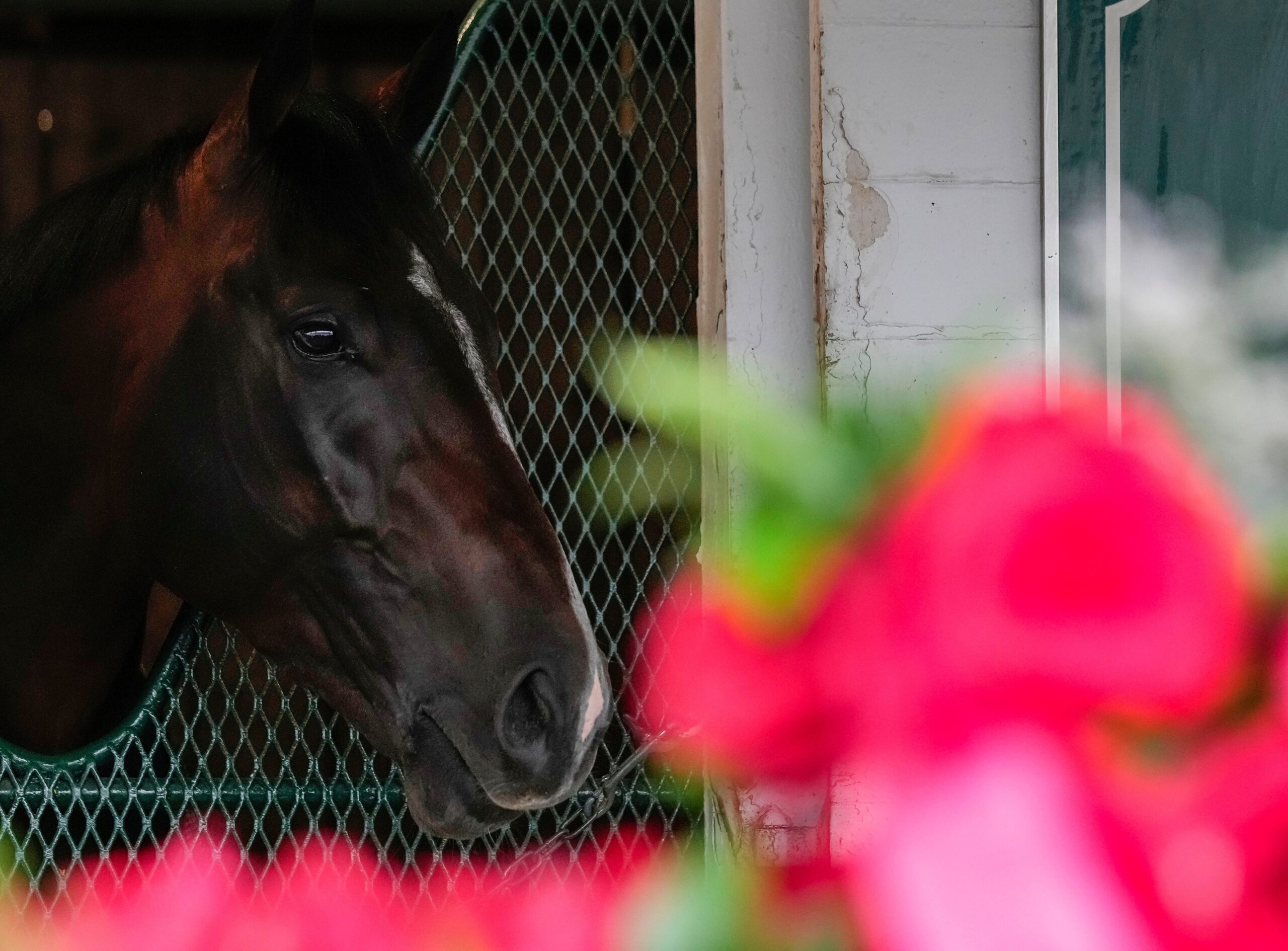 Kentucky Derby, Sovereignty, Bill Mott, Preakness Stakes, Triple Crown, horse racing, Thoroughbred, racing schedule, horse health, Belmont Stakes, modern racehorse, Mystik Dan, Mage, American Pharoah, Justify, Godolphin, Pimlico, racehorse career, horse injuries, racing tradition, racing format, Dan Wolken, horse training, racing analysis
