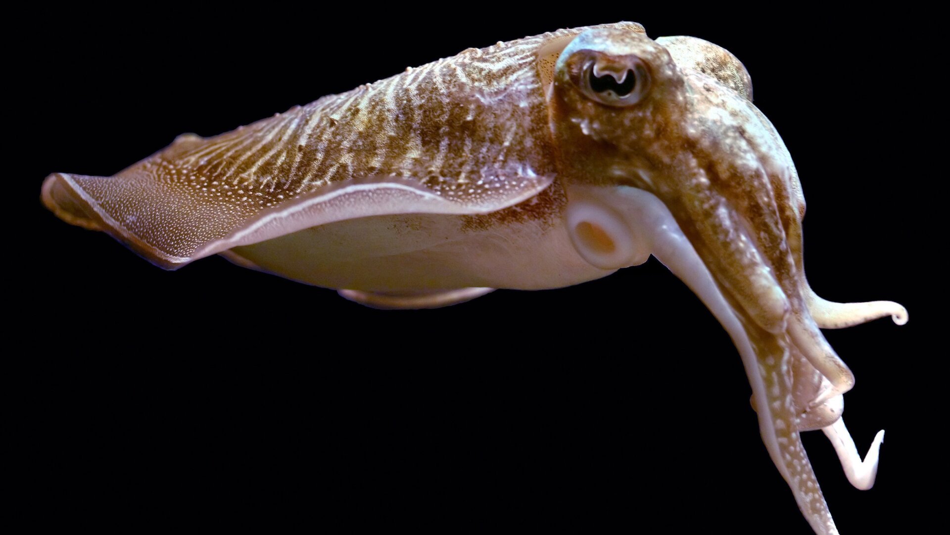 Okul, bilim, cuttlefish, mürekkep balığı, zeka, hayvan davranışı, bilişsel, evrim, gecikmeli tatmin, cephalopod, sefalopodlar, Sepia officinalis, araştırma, davranış, nörobilim
