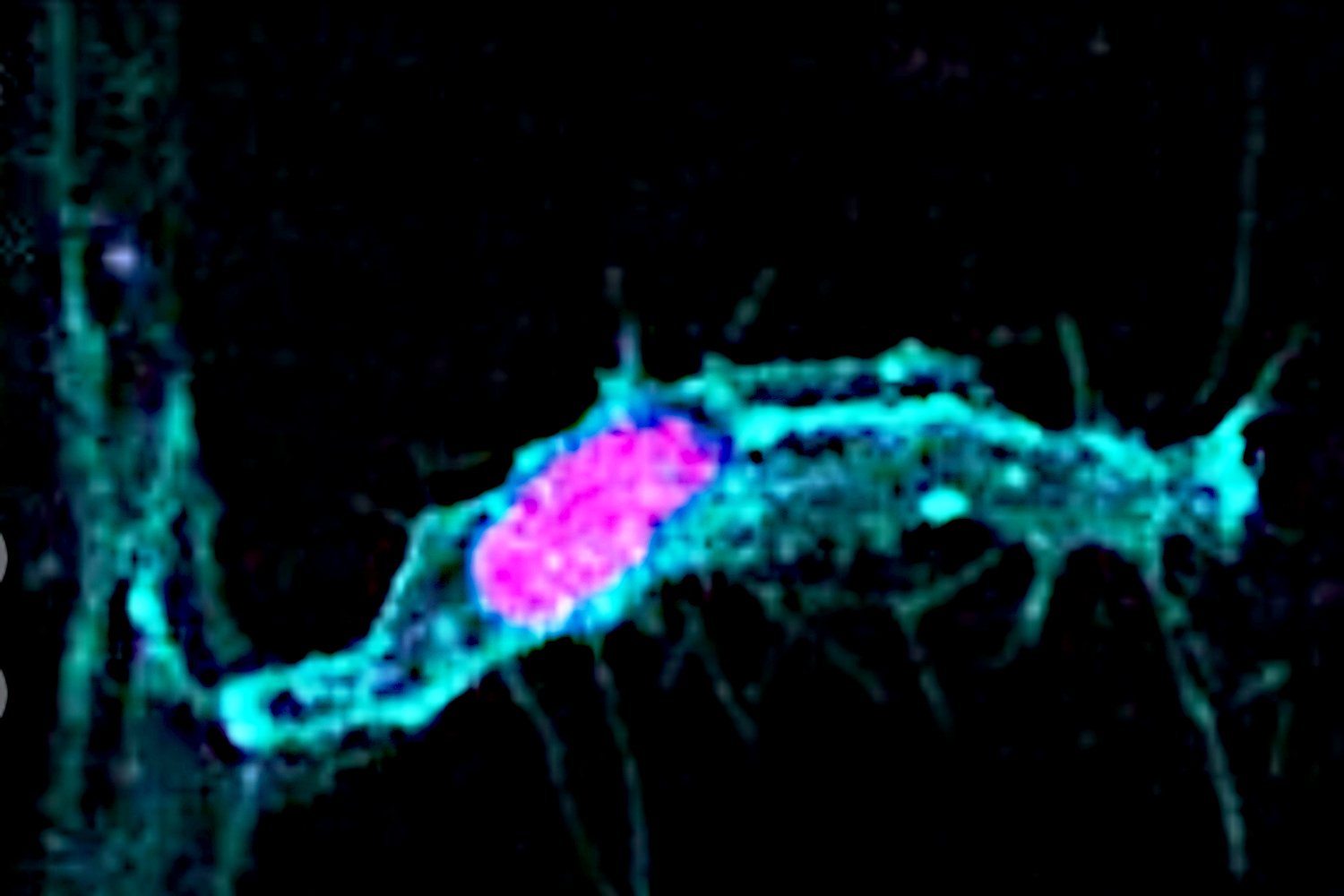 mitoz, hücre bölünmesi, hücre şekli, asimetrik bölünme, simetrik bölünme, ders kitapları, biyoloji, zebrafish, kan damarı oluşumu, kanser, araştırma, bilim, Shane Herbert, Holly Lovegrove, Georgia Hulmes
