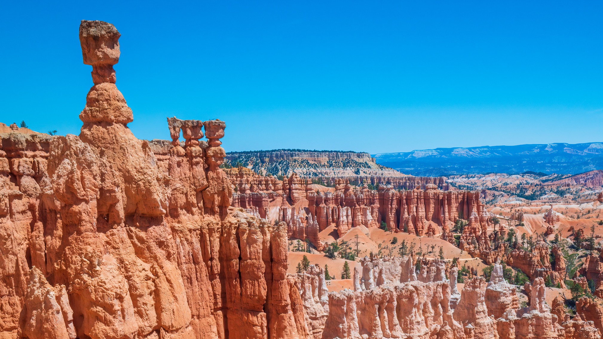 kedi, kanyon, düşme, ölüm, Utah, Bryce Canyon, hayvan kurtarma, kaza, evcil hayvan, hayvanseverlik, Matthew Nannen, Bailee Crane, Mirage
