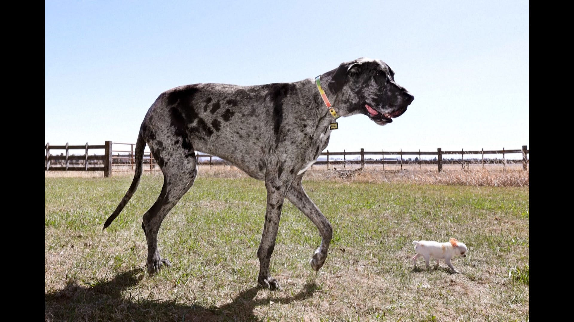 Dünya rekoru kıran köpekler, en uzun köpek, en kısa köpek, Guinness Dünya Rekorları, Reginald, Reggie, Pearl, Great Dane, Chihuahua, evcil hayvanlar, köpek boyutu, Vanesa Semler, Sam Johnson, köpek dostluğu, hayvan rekorları
