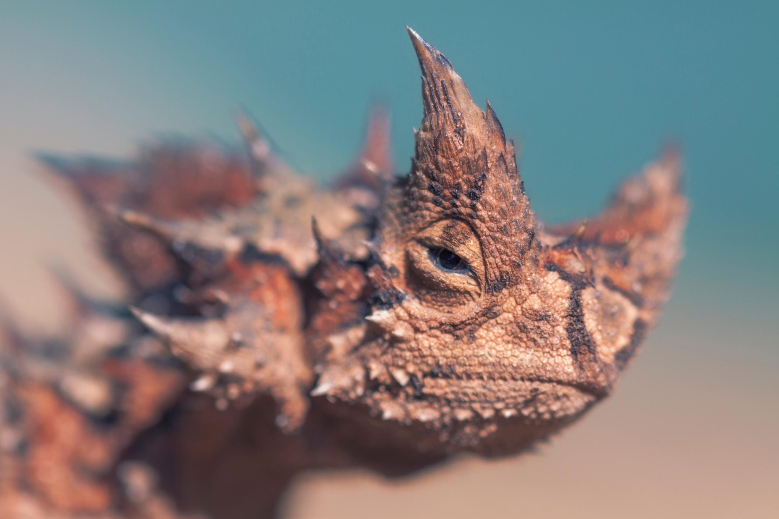 Avustralya, şeytan boynuzlu kertenkele, çöl, hayvan, sürüngen, Moloch horridus, adaptasyon, su, nem, beslenme, karınca, böcek yiyen, kamuflaj
