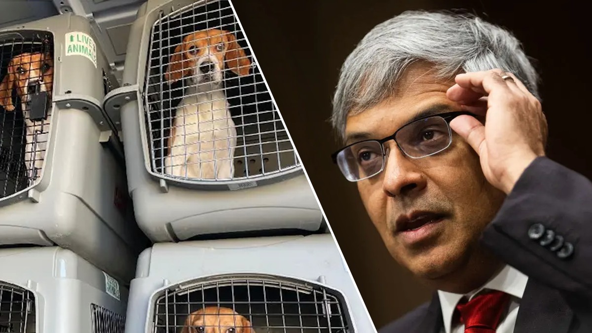 Ulusal Sağlık Enstitüleri, NIH, Jay Bhattacharya, Köpek deneyleri, Beagle, Hayvan hakları, Hayvan testi, Beyaz Örtü Atığı, WCW, Anthony Bellotti, Donald Trump, Nancy Mace, Anthony Fauci, PETA, Hayvanlara Etik Muamele İçin İnsanlar, Lee Zeldin, Envigo, Sepsis deneyleri, İlaç testi, Kozmetik testi, Etiğe aykırı deneyler, Hayvan refahı, Federal fonlar, Vergi mükellefi parası, Elon Musk, DOGE, Devlet Verimliliği Dairesi
