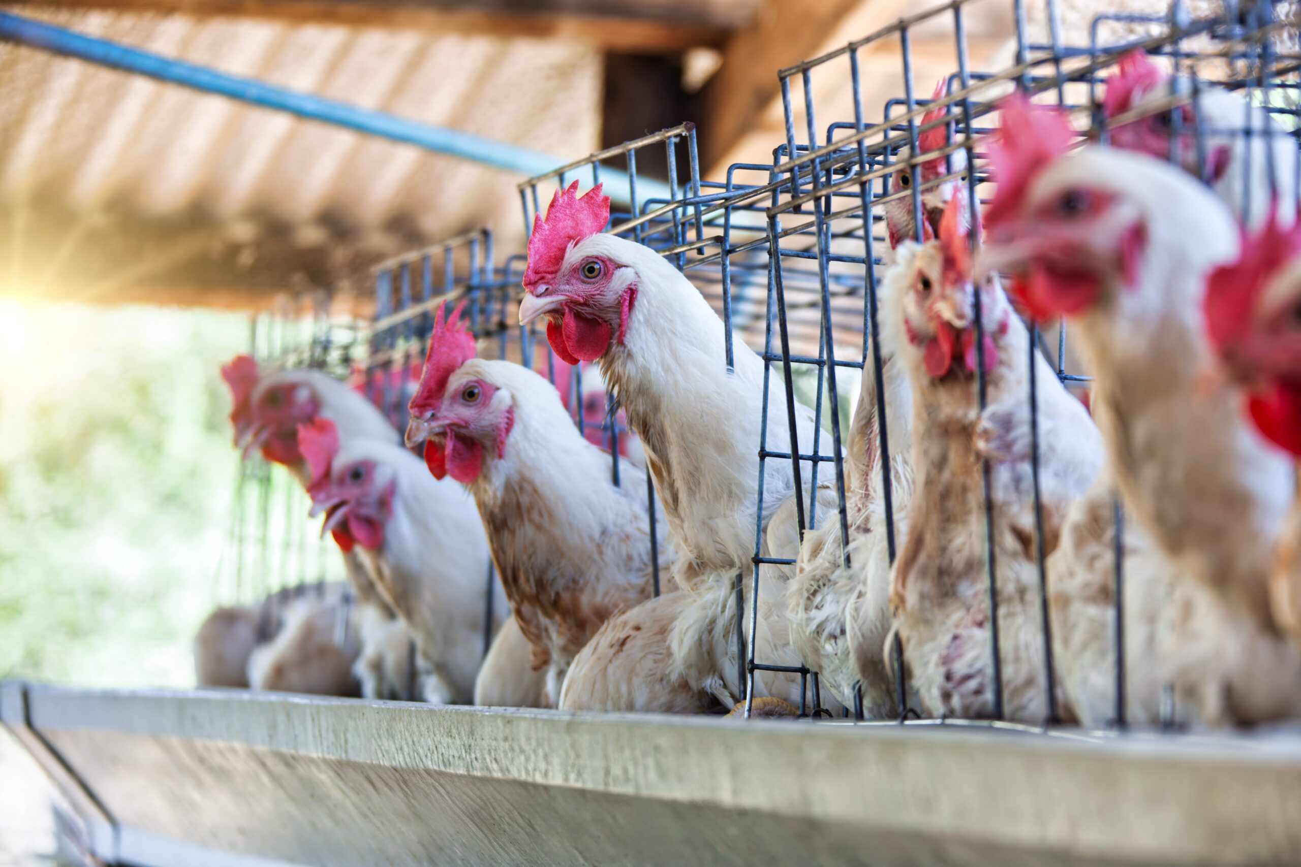 kuş gribi, avian influenza, A(H5N1), belirtiler, semptomlar, bulaşma, risk, tedavi, önleme, aşı, ABD, CDC, tavuk, kümes hayvanları, süt sığırı, doktor, Jennifer Brull, AAFP, enfeksiyon, salgın, halk sağlığı
