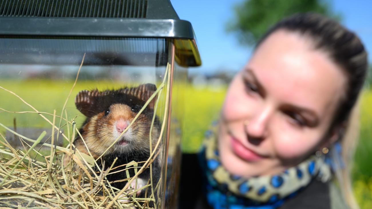 Feldhamster, Auswilderung, Nordsachsen, Artenschutz, Zoo Leipzig, Kooperativer Feldhamsterschutz, Sachsen, Umweltministerium, Georg-Ludwig von Breitenbuch, Artenschutzprojekt, Feldhamster Population, Ackerflächen, Artenschutz Deutschland, Biodiversität, bedrohte Tierarten, Kulturlandschaft, Freistaat Sachsen, Artenschutz Sachsen, Naturschutz, Artenschutz Nordsachsen, Feldhamster Schutz, Feldhamster Zucht, Artenerhaltung, Feldhamster Auswilderungsprojekt
