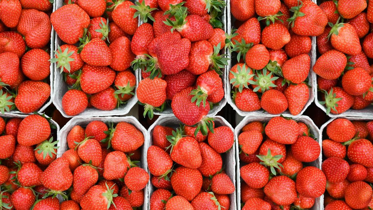 Thüringen, Erdbeersaison, Erdbeeren, Anbau, Ernte, Agrarministerium, Gebesee, Sömmerda, Freiland, Folientunnel, Mindestlohn, Produktionskosten, Landwirtschaft, Bürokratiemelder, Obstbau, Gemüseanbau, regionale Produkte, Erdbeerhof Gebesee, Thüringen Erdbeeren, Thüringen Tarım, Thüringen Erdbeere Üretimi
