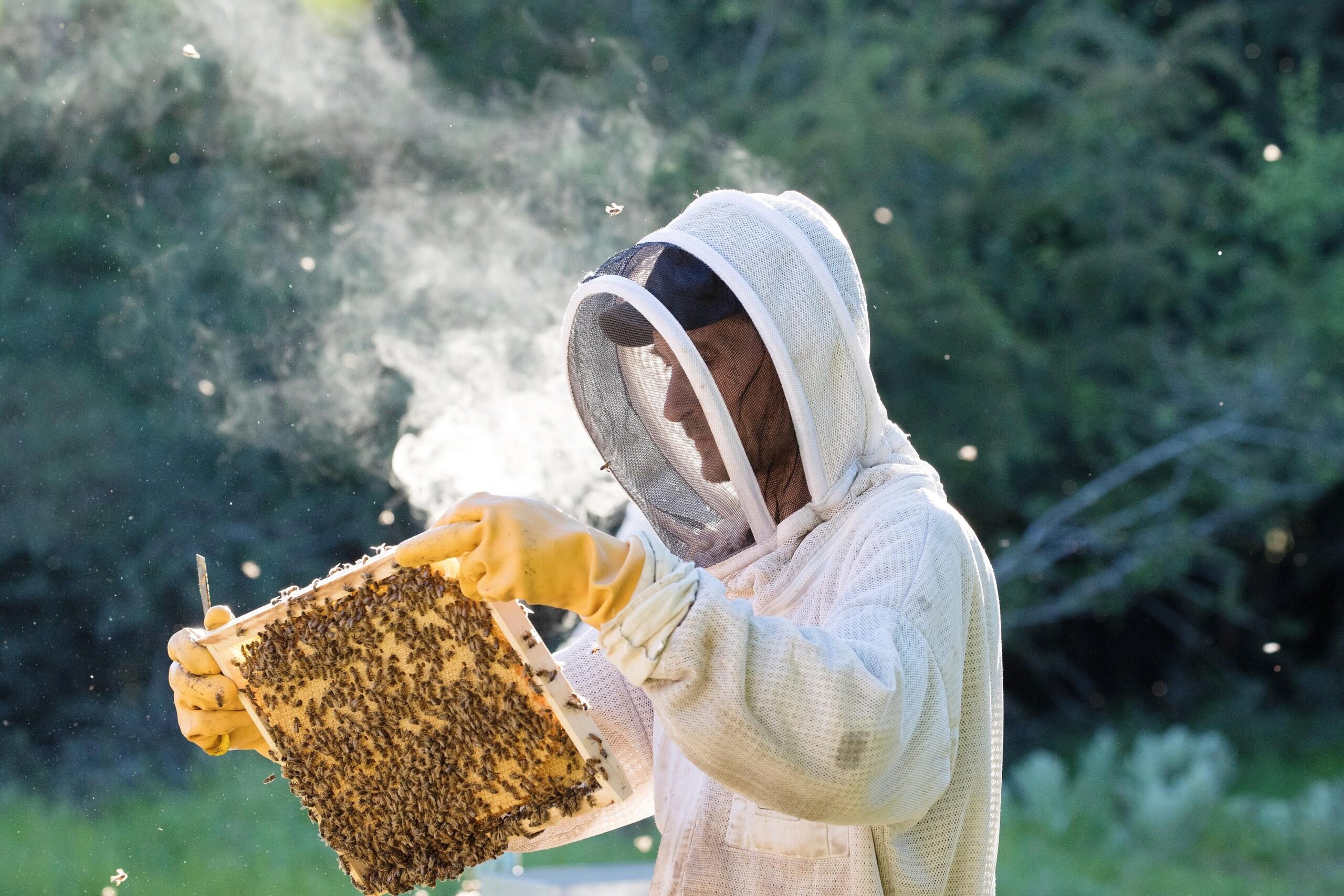 Meta anahtar kelimeler: néonicotinoïde, neonikotinoid, arıcılık, arıcılık, pestisit, pestisit, böcek ilacı, böcek ilacı, arı, arı, Fransa, Fransa, tarım, tarım, biodiversité, biyolojik çeşitlilik, Laurent Duplomb, Unaaf, bal, bal, acetamipride, acetamiprid, pollinizasyon, tozlaşma, çevre, çevre, Assemblée Nationale, Ulusal Meclis, senato, senato
