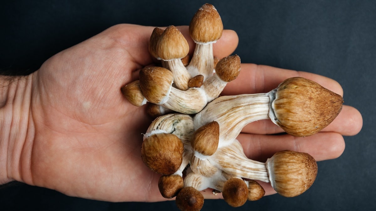 Parkinson hastalığı, psilosibin, sihirli mantarlar, tedavi, ruh hali, biliş, motor fonksiyonları, depresyon, anksiyete, UCSF, Ellen Bradley, Amir Inamdar, nörodejeneratif hastalık, psikodelik, klinik çalışma, araştırma, dopamin, serotonin, yan etkiler, nöropsikofarmakoloji, sağlık, Fox News, psikotik semptomlar, klinik iyileşme, ilaç geliştirme, ruh sağlığı, titreme, hareket bozukluğu, psikiyatri
