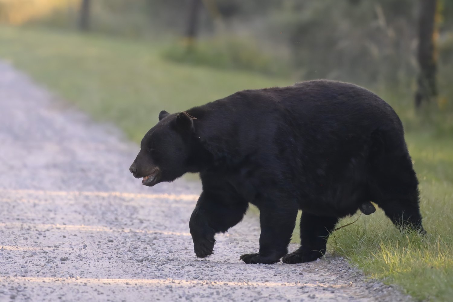 Florida, ayı saldırısı, ölümcül ayı saldırısı, Robert Markel, Collier County, Florida Balık ve Yaban Hayatı Koruma Komisyonu (FWC), kara ayı, ayı avı, ayı yönetimi, ayı nüfusu, ayı saldırısı önleme, ayı güvenliği, ayı karşılaşması, Florida ayıları, FWC Ayı Yönetimi Programı
