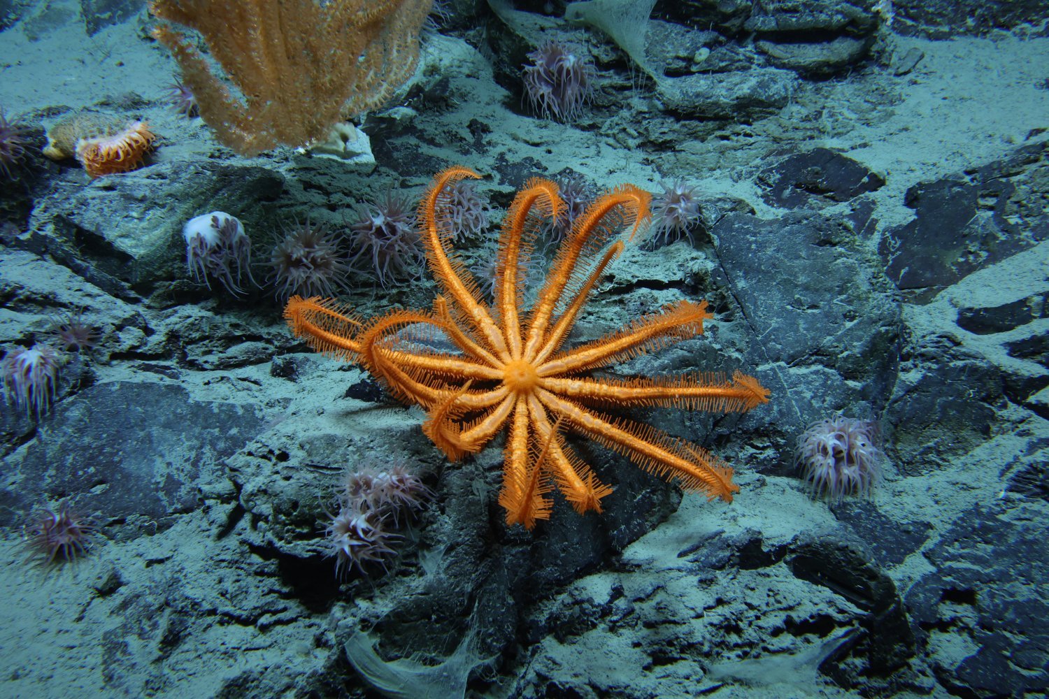 Derin deniz, deniz tabanı, okyanus araştırması, sualtı keşfi, okyanus biyoçeşitliliği, derin deniz madenciliği, Susan Poulton, Okyanus Keşif Ligi, NOAA, deniz haritalama, iklim düzenlemesi, yeni türler, okyanus politikası, bilimsel keşif, deniz ekosistemi, Clarion-Clipperton Bölgesi, deniz altı yaşam, deniz koruma, çevresel etki, sürdürülebilir okyanus yönetimi
