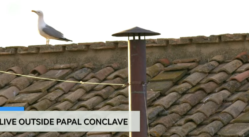 Vatikan, Papa Seçimi, Kardinaller Koleji, Sistine Şapeli, Baca, Duman, Martılar, Canlı Yayın, ABD GÜNLÜK, Greta Cross, Katolik Kilisesi, Papalık Makamı, Conclave, Oy Verme, Sosyal Medya, Trendler, YouTube, Vatikan Şehri, din, haberler, Vatikan martıları
