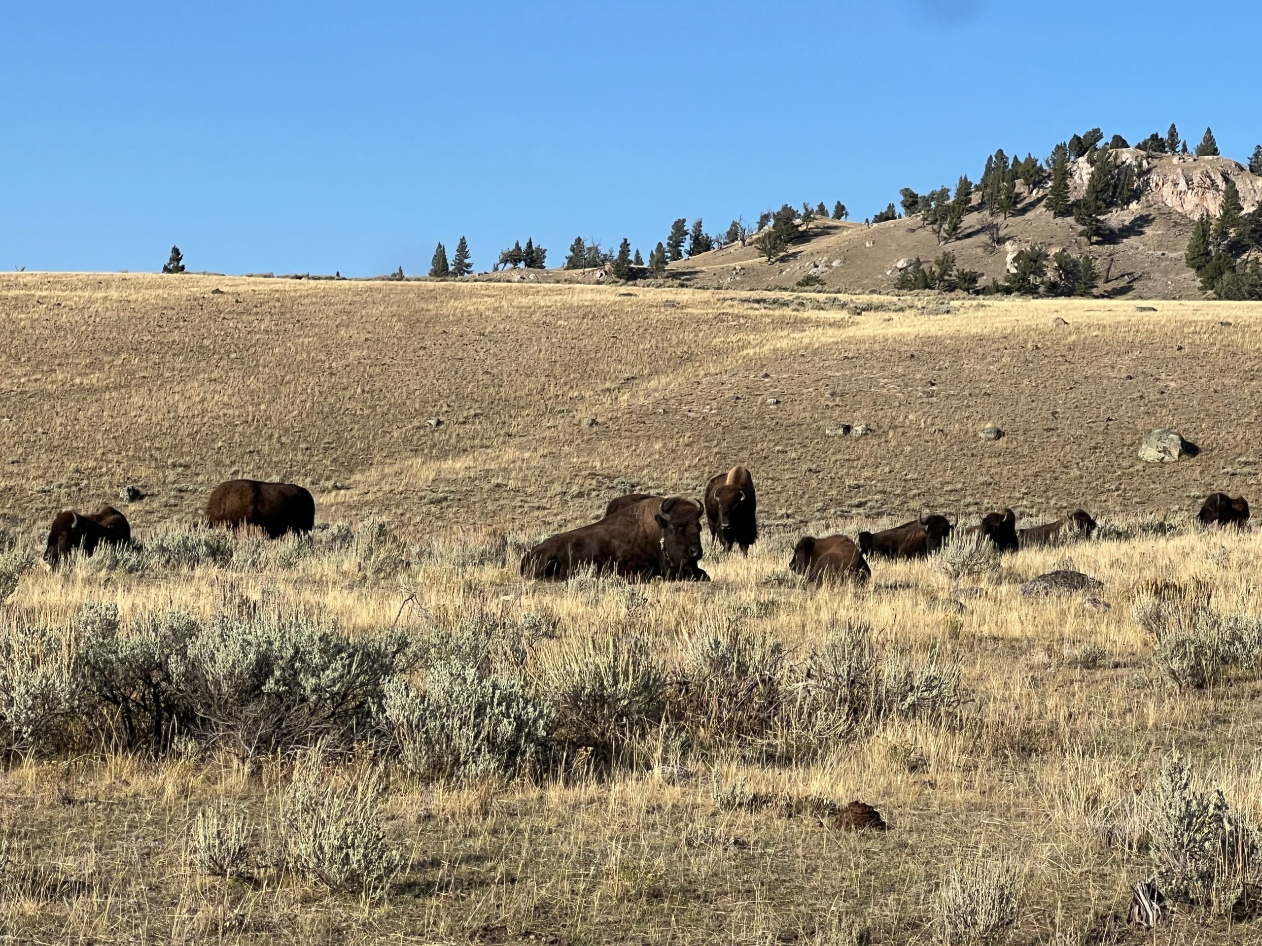 Florida adamı, bizon saldırısı, Yellowstone Milli Parkı, yaralanma, Cape Coral, güvenlik, vahşi yaşam, hayvan saldırısı, Milli Park Servisi, personel, işten çıkarmalar, Doug Burgum, ziyaretçi güvenliği, bizon tehlikesi, Yellowstone güvenliği, milli parklar, ABD, haberler, park kuralları, mesafe, güvenlik önlemleri
