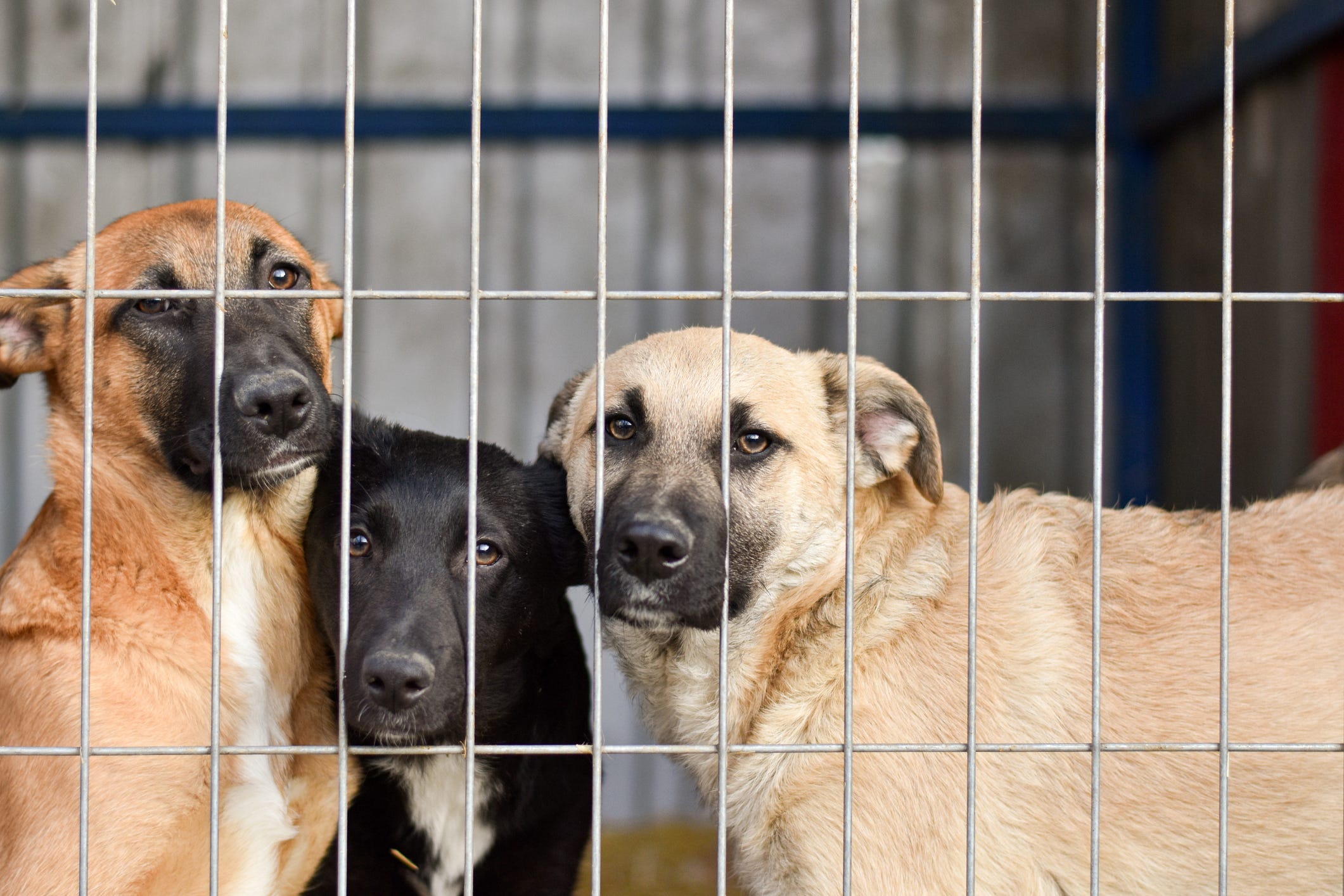 köpek ısırıkları, köpek saldırıları, köpek davranışı, köpek eğitimi, çocuk ve köpekler, köpek güvenliği, Amerikan Veteriner Hekimleri Birliği, AVMA, köpek sahiplenme, köpek sosyalleşmesi, köpek vücut dili, pozitif eğitim, köpek ısırığı önleme, köpek parkları, tasmayla yürüyüş, veteriner ziyaretleri, köpek sağlığı, risk faktörleri, toplum güvenliği, ölümcül köpek saldırıları
