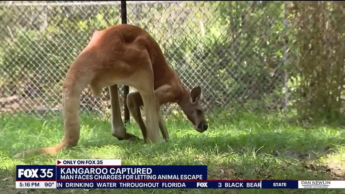 kanguru, Florida, Saint Cloud, kaçak, yakalama, vahşi yaşam rezervi, izinler, FOX 35 Orlando, Osceola County, Kaila Mullins, Florida Balık ve Vahşi Yaşamı Koruma Komisyonu (FWC), Amazing Animals Wildlife Preserve, Hickory, Alabama, Interstate 85, Shiela, evcil hayvanat bahçesi