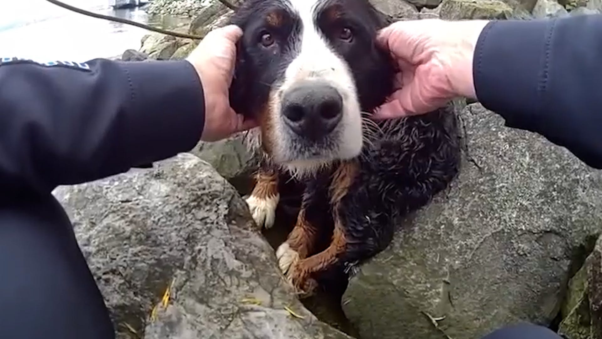 Bernese Dağ Köpeği, Tacoma, Washington, Çin Uzlaşma Parkı, Köpek Kurtarma, Polis Kurtarma, Hayvan Kurtarma, Kahramanlık, İyi Haberler, Mutlu Son, Köpek Sahipleriyle Kavuşma, Hayvan Refahı, Köpek Kurtarma Hikayesi

